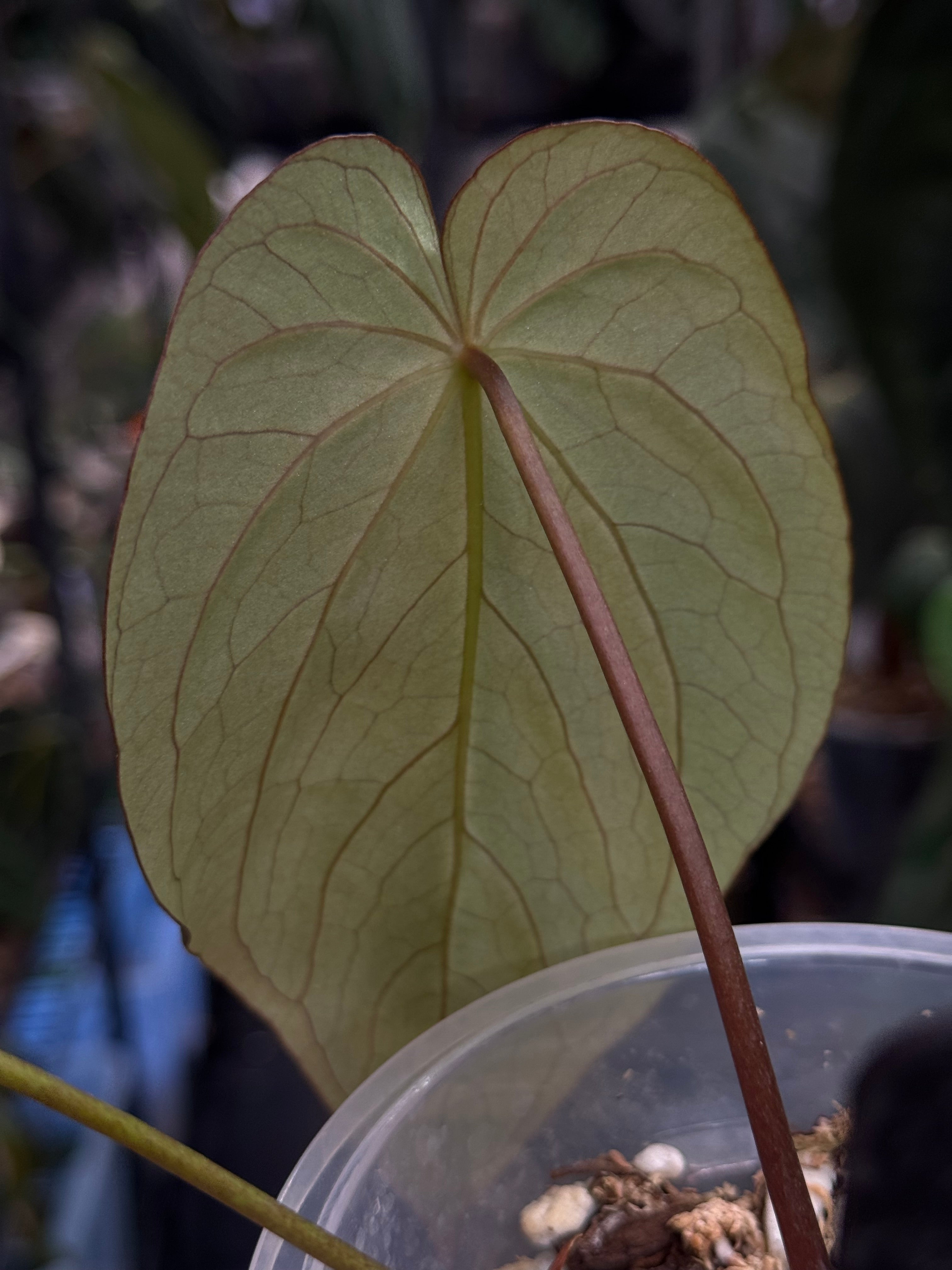 Anthurium BVEP (Round x Felix) x Felix