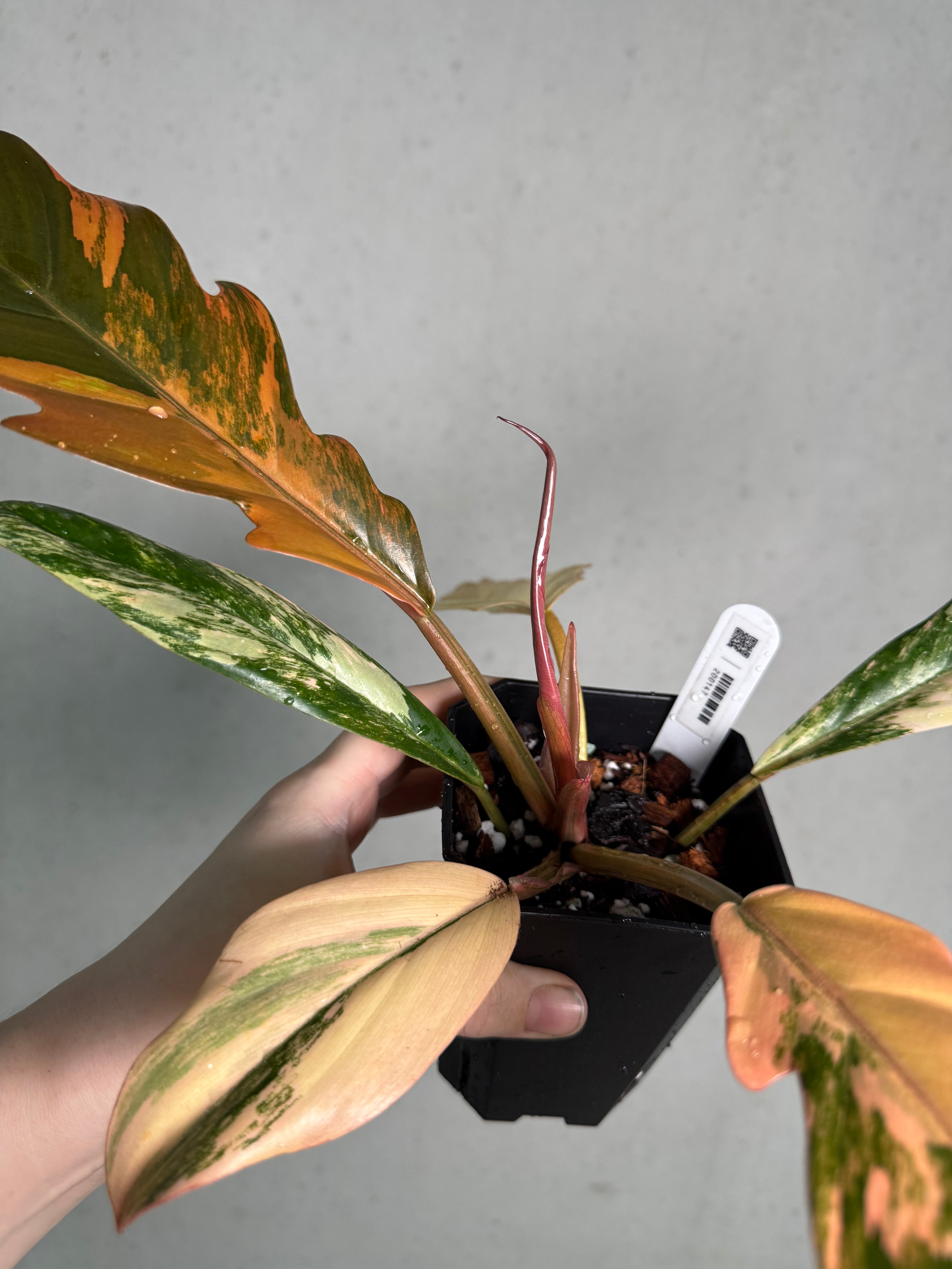Philodendron Caramel Marble - SMUKHI