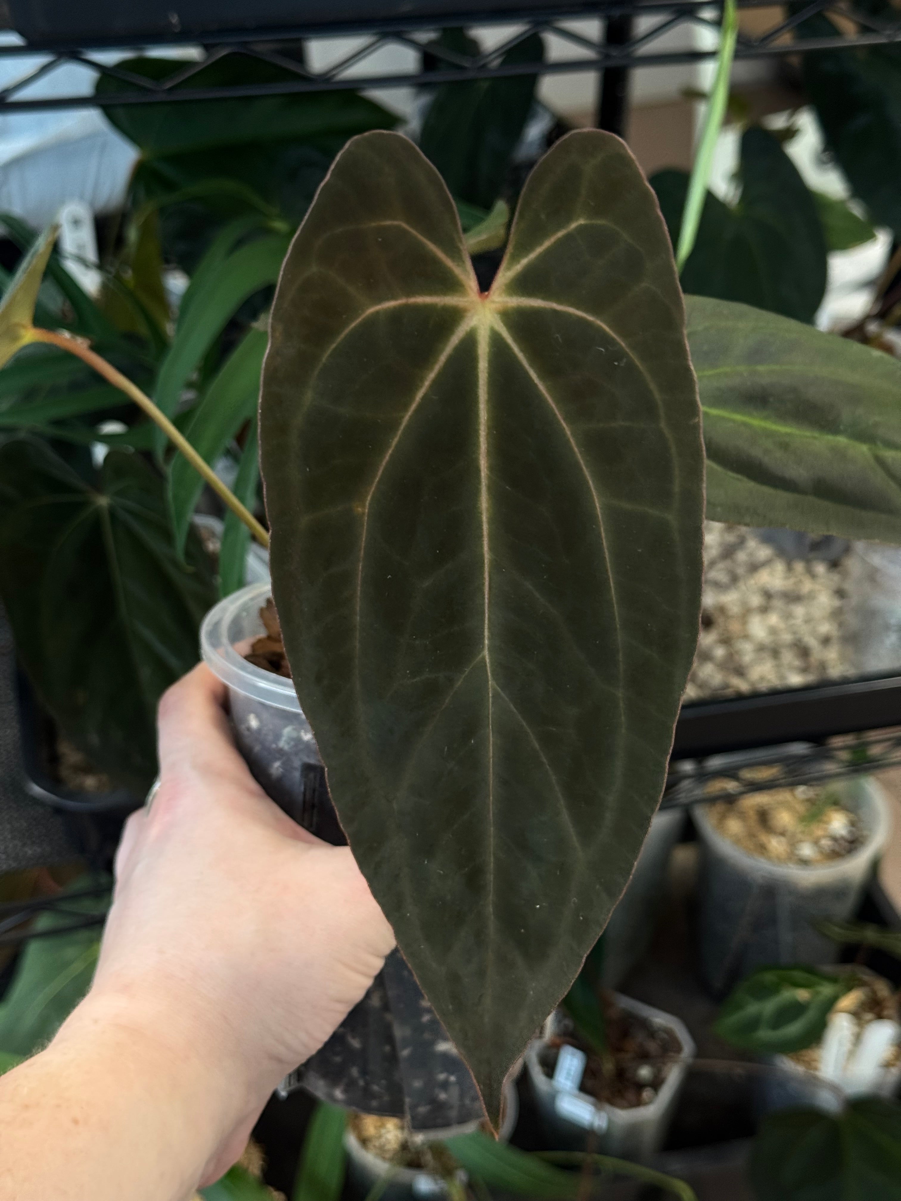 Anthurium Papillilaminum XOne