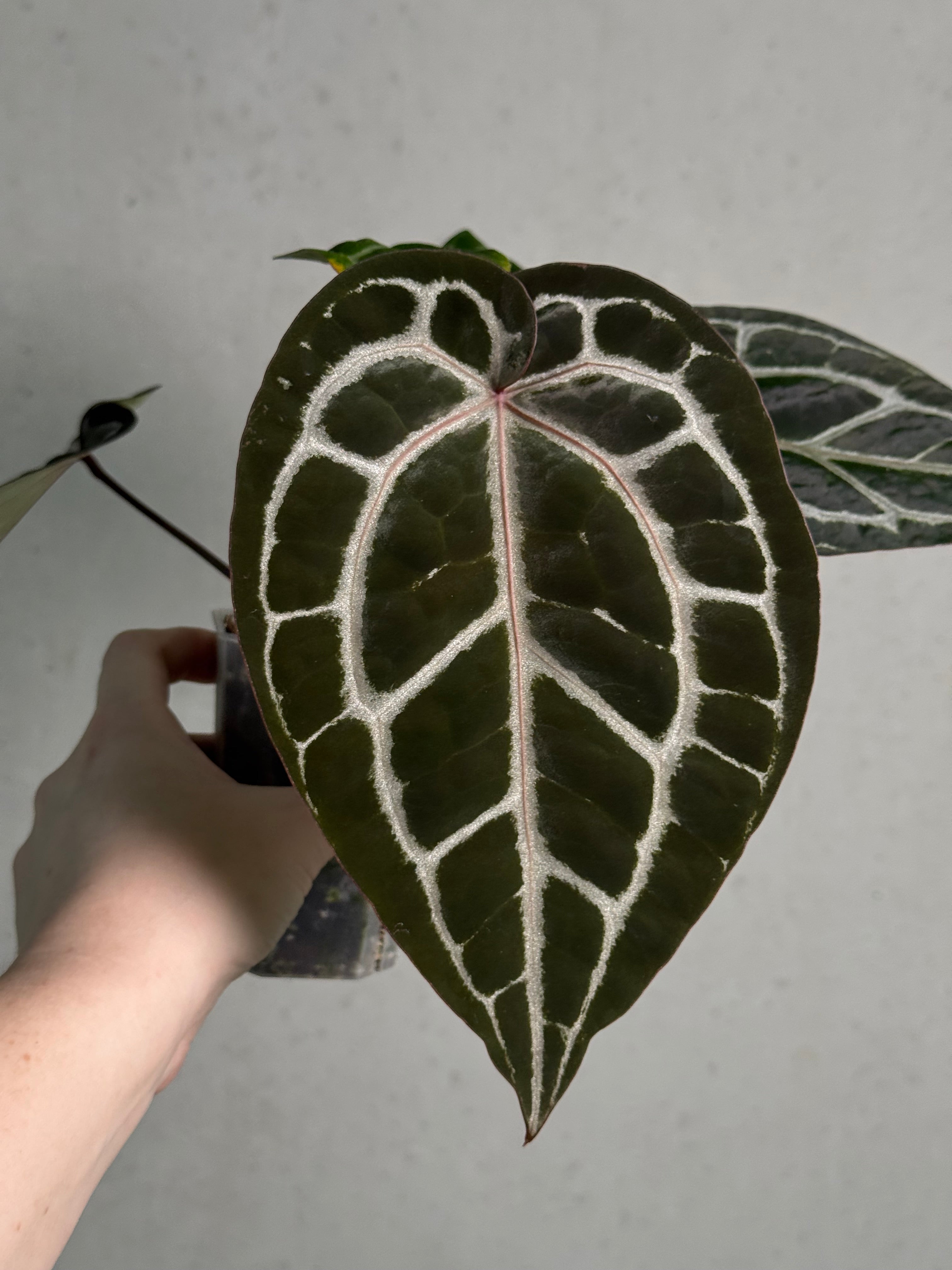 Anthurium DocBlock Michelle - SMUKHI