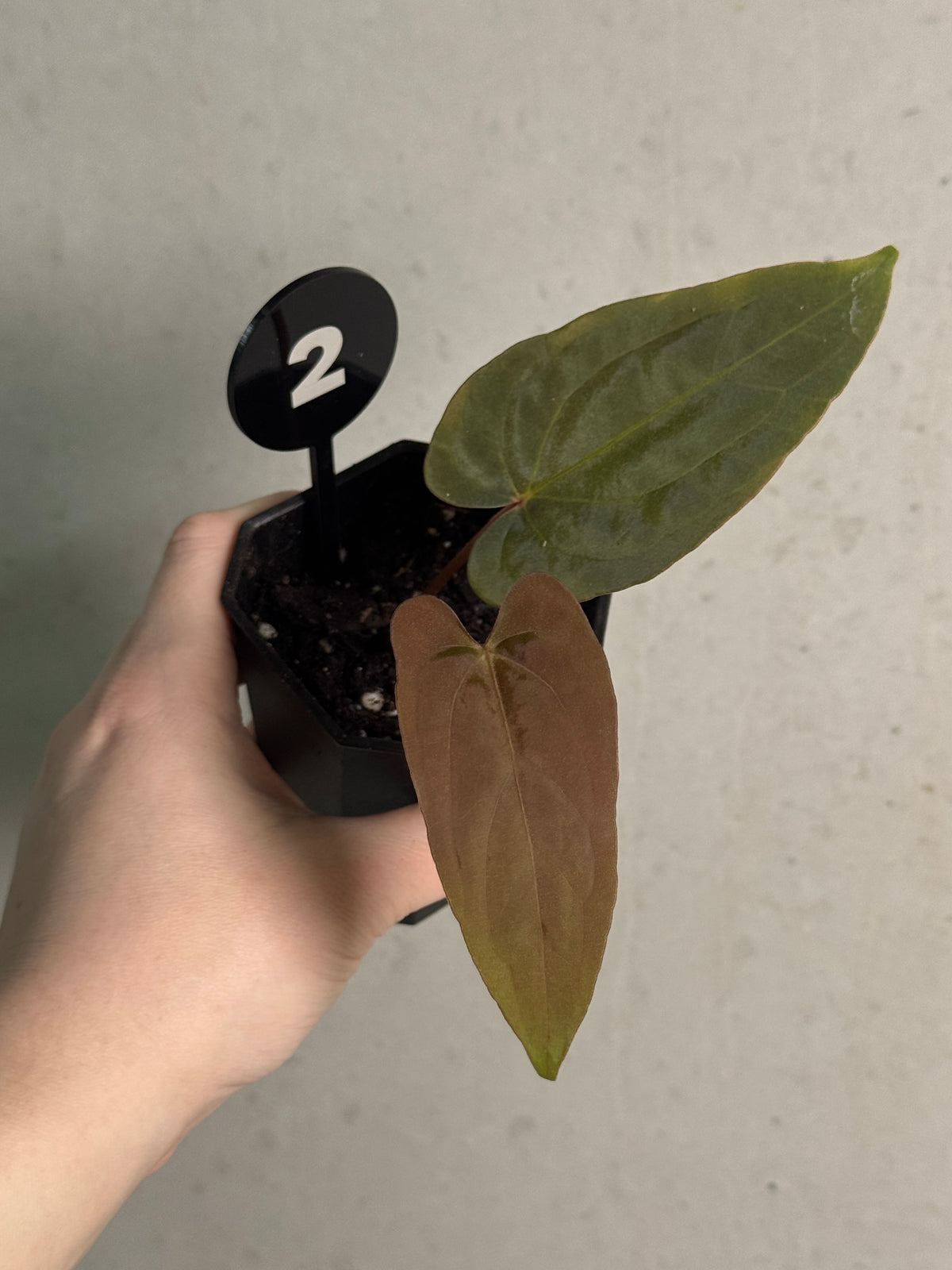 Anthurium Ralph Lynam S1 x Fort Sherman S1 plant by Danny Gardner, showcasing vibrant foliage and lush green leaves.