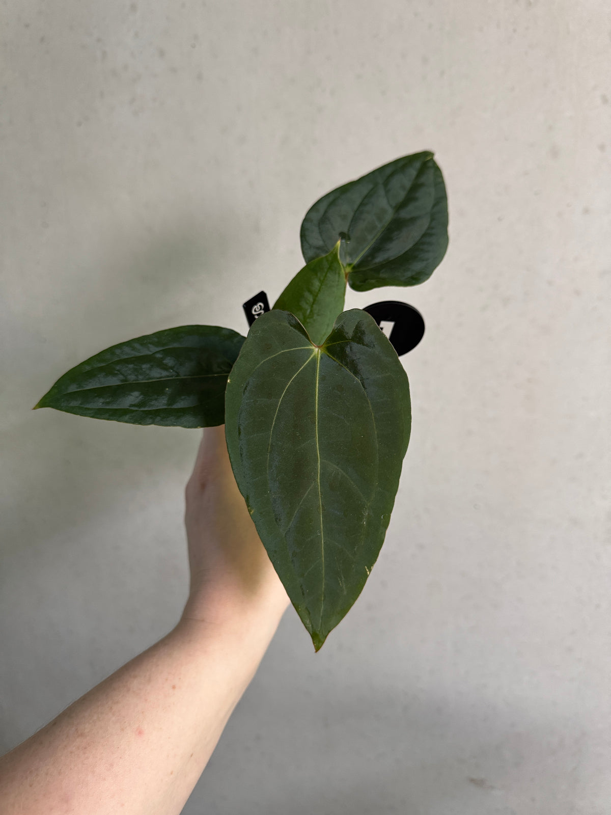 Variegated Stingray Anthurium Fort Sherman x open plant with vibrant green and white variegated leaves, lush and healthy foliage.