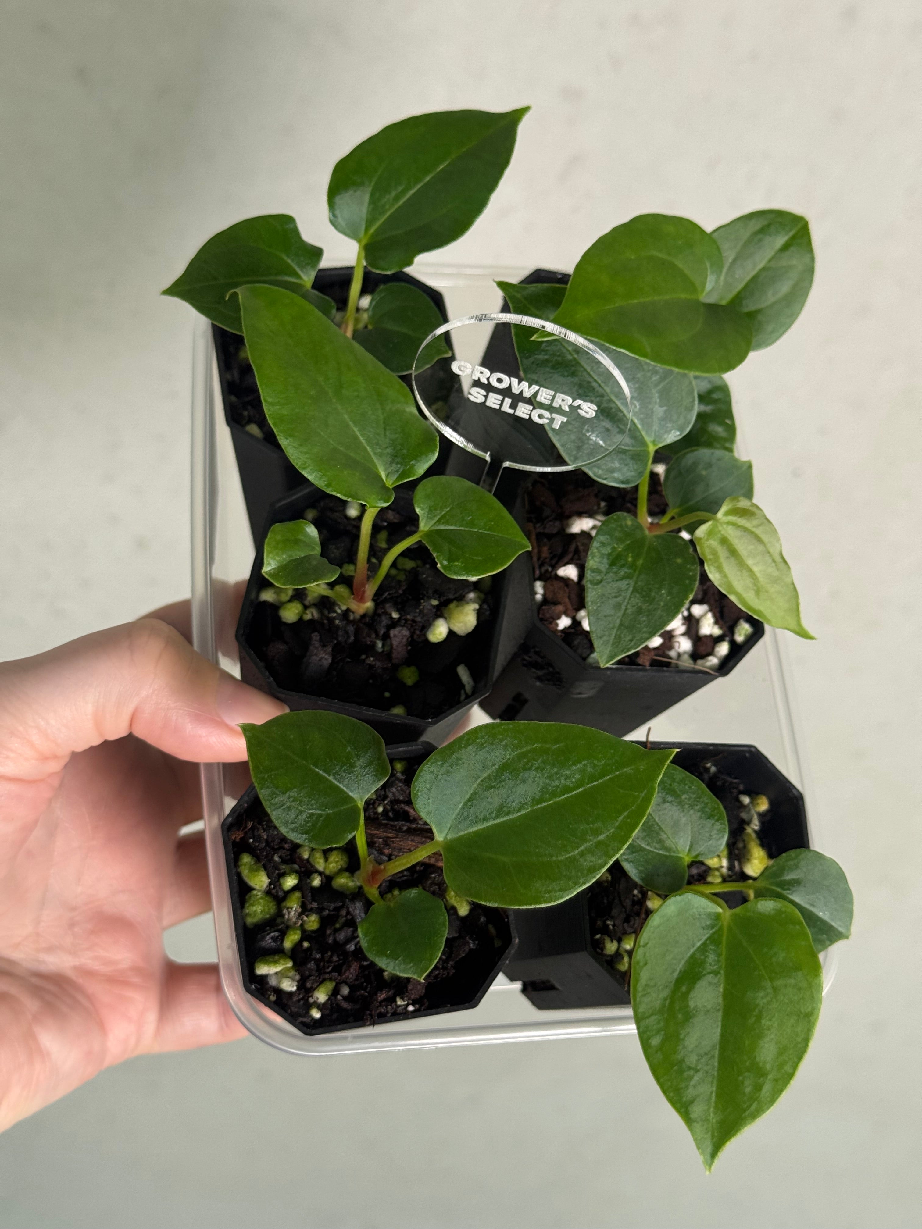 Anthurium (Fort Sherman x self) x (Ralph Lynam x Fort Sherman) - SMUKHI