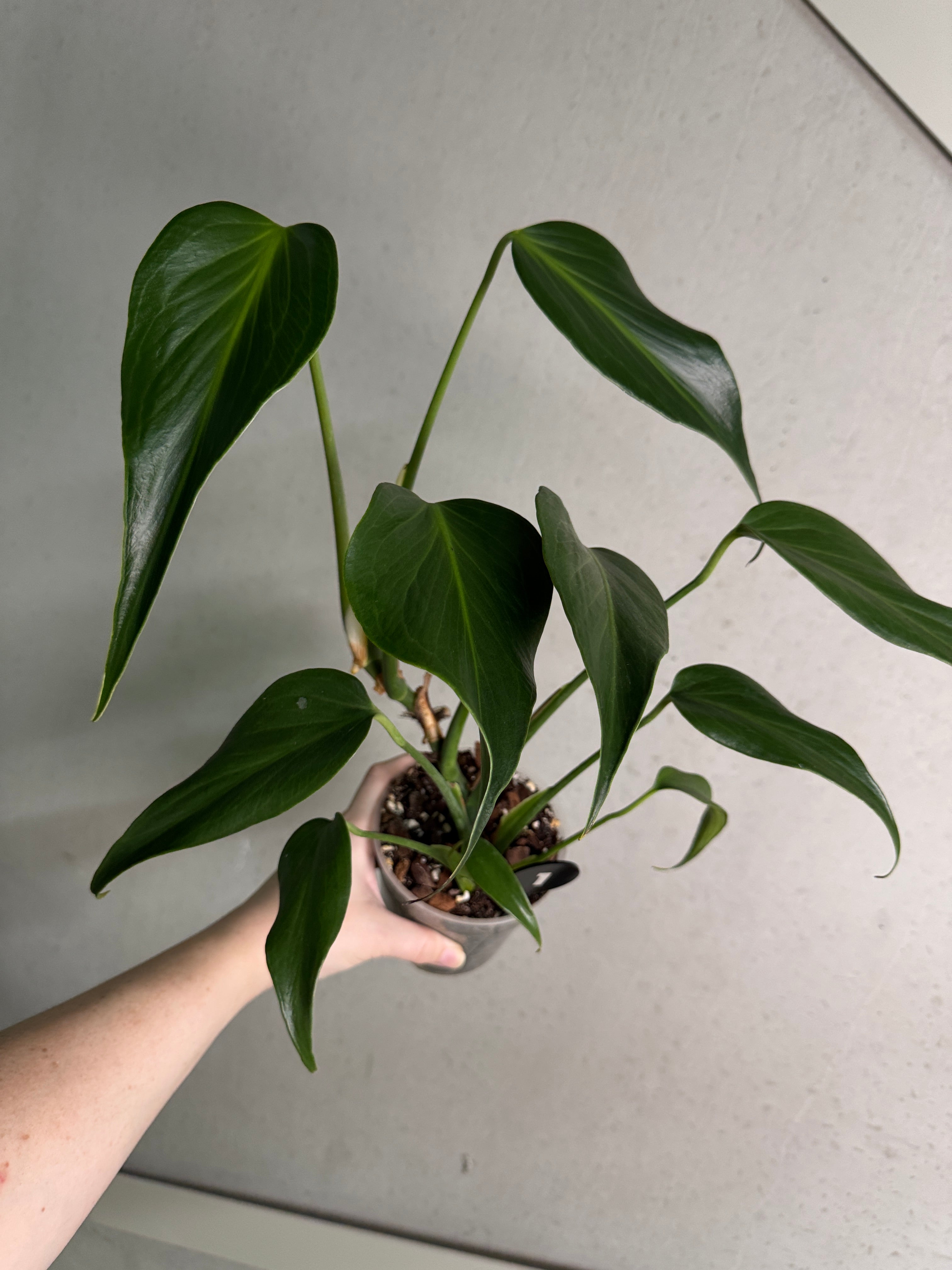 Monstera Burle Marx Flame