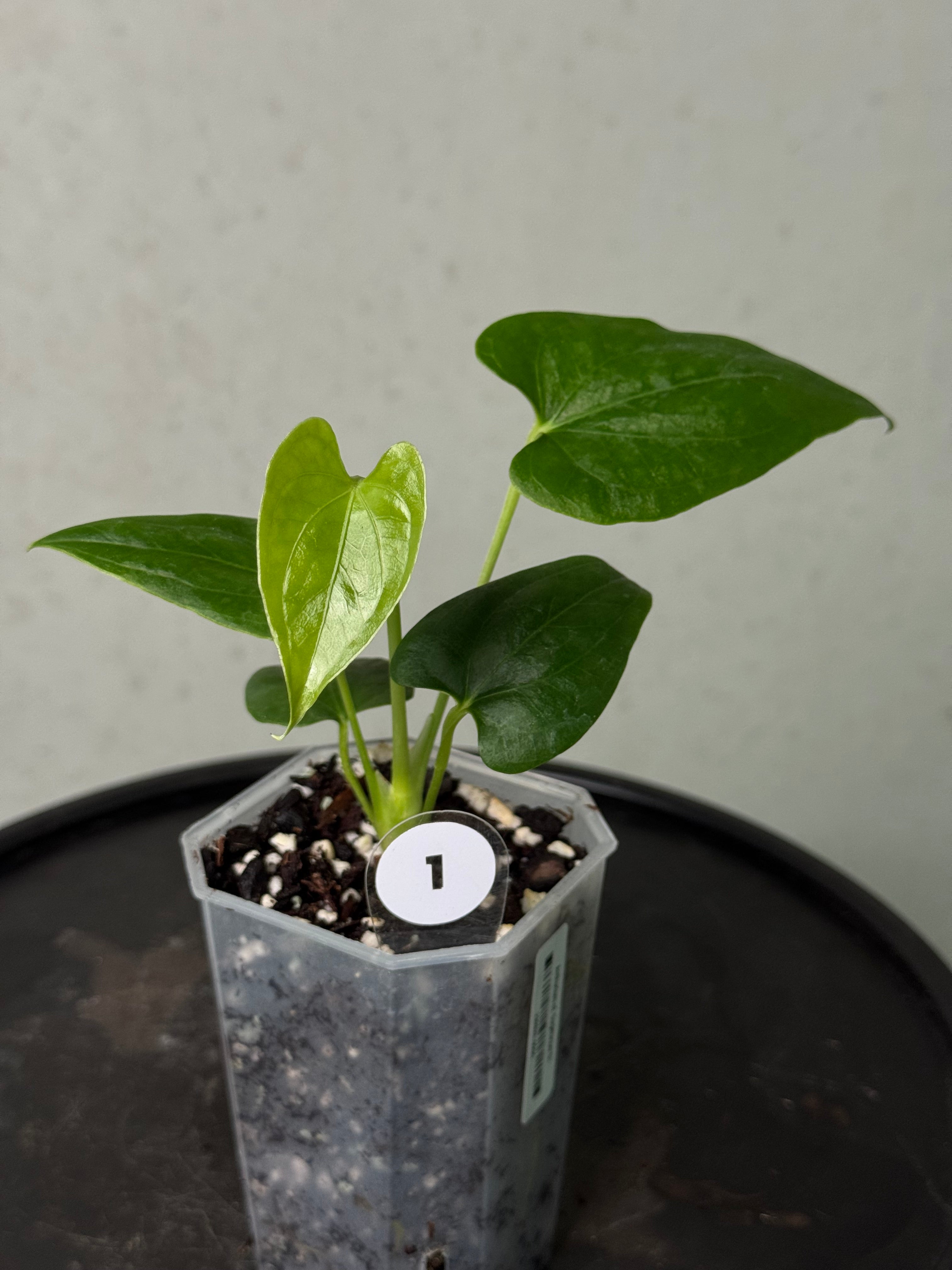 Anthurium cf. Sagittatum S1