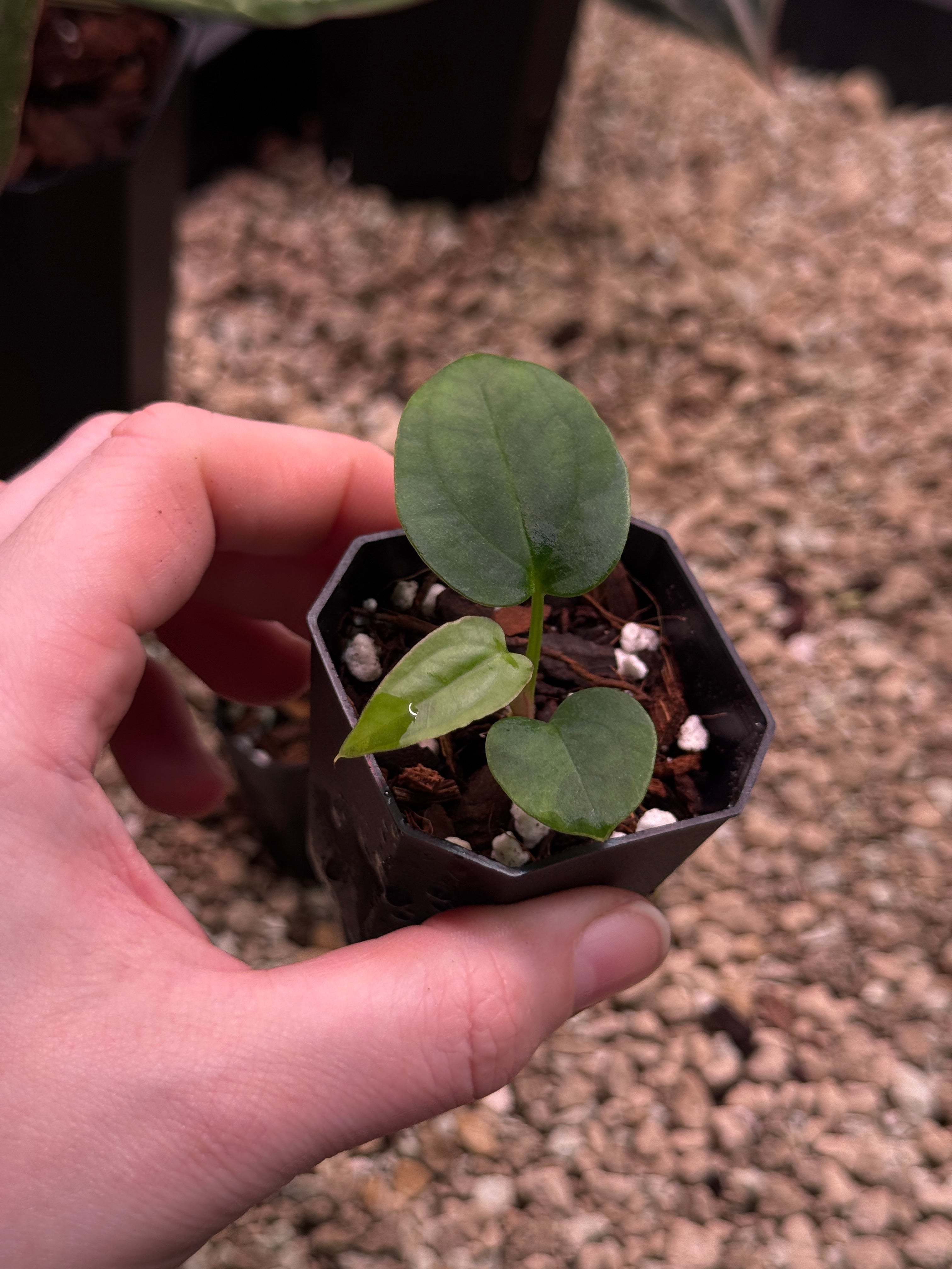 Anthurium Papillilaminum Ree Gardens x BVEP (‘Round’ x RA1)
