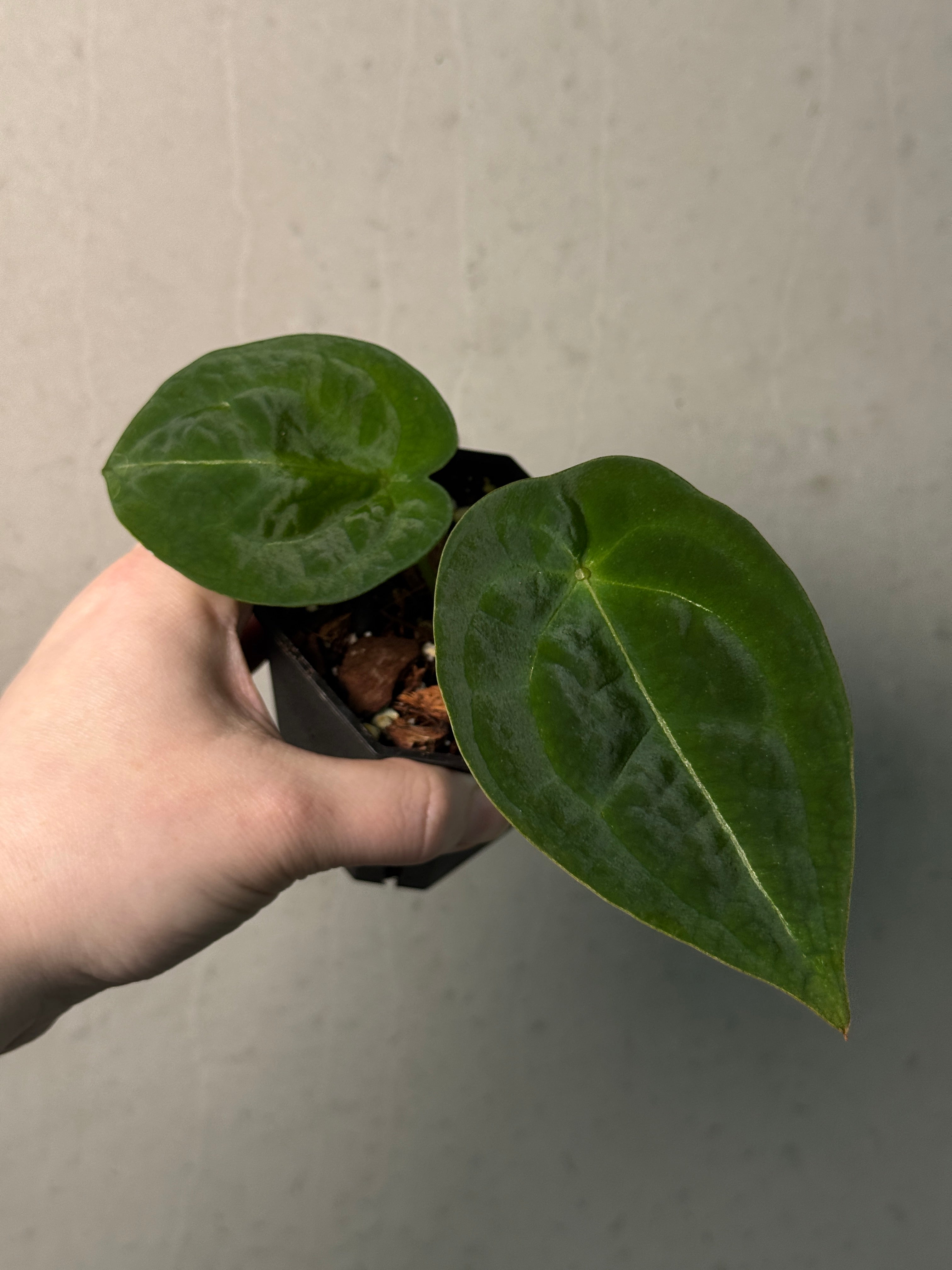 Anthurium Forgetii Silver/White Stripes - SMUKHI