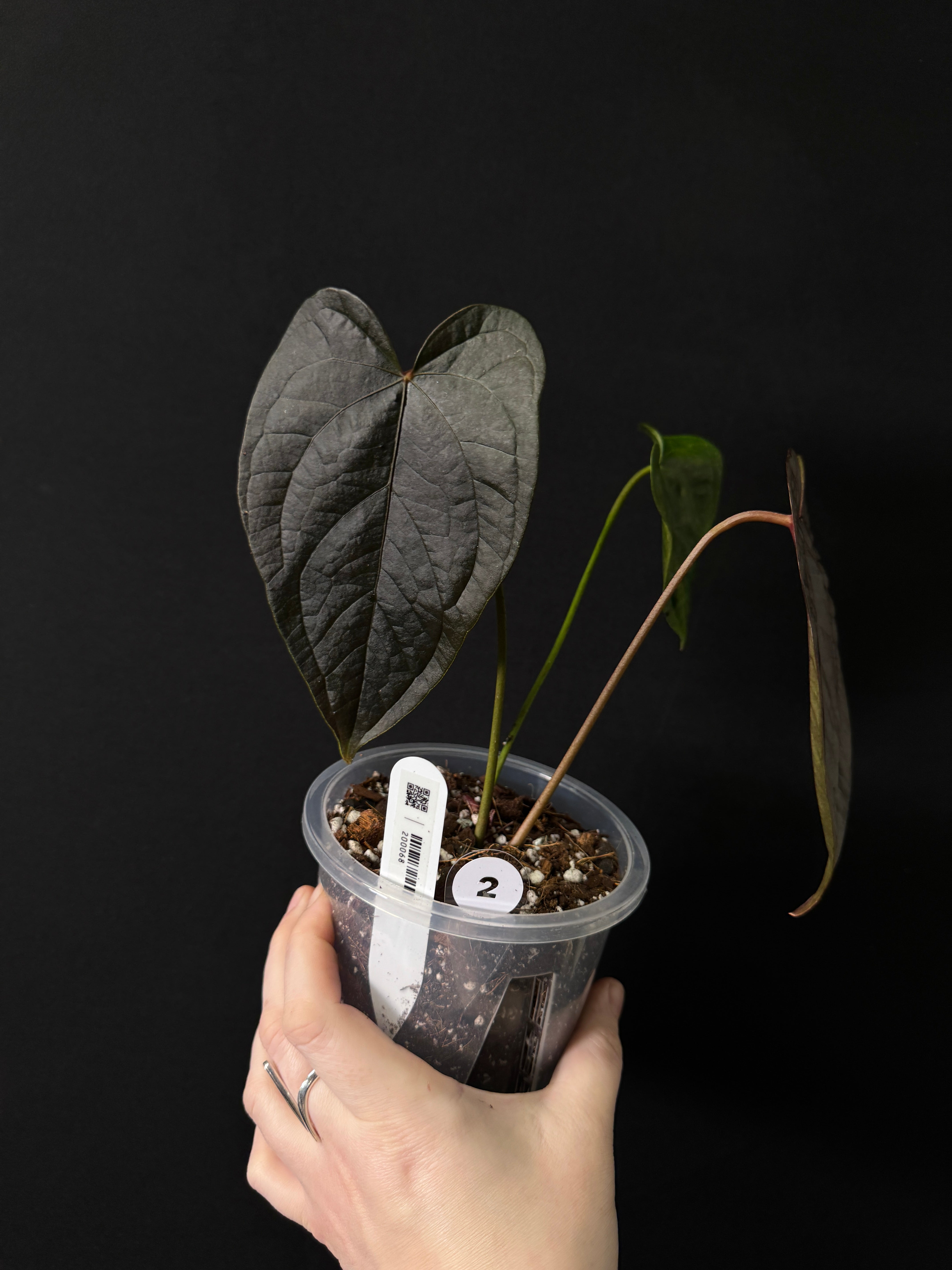 Anthurium Queen of Hearts