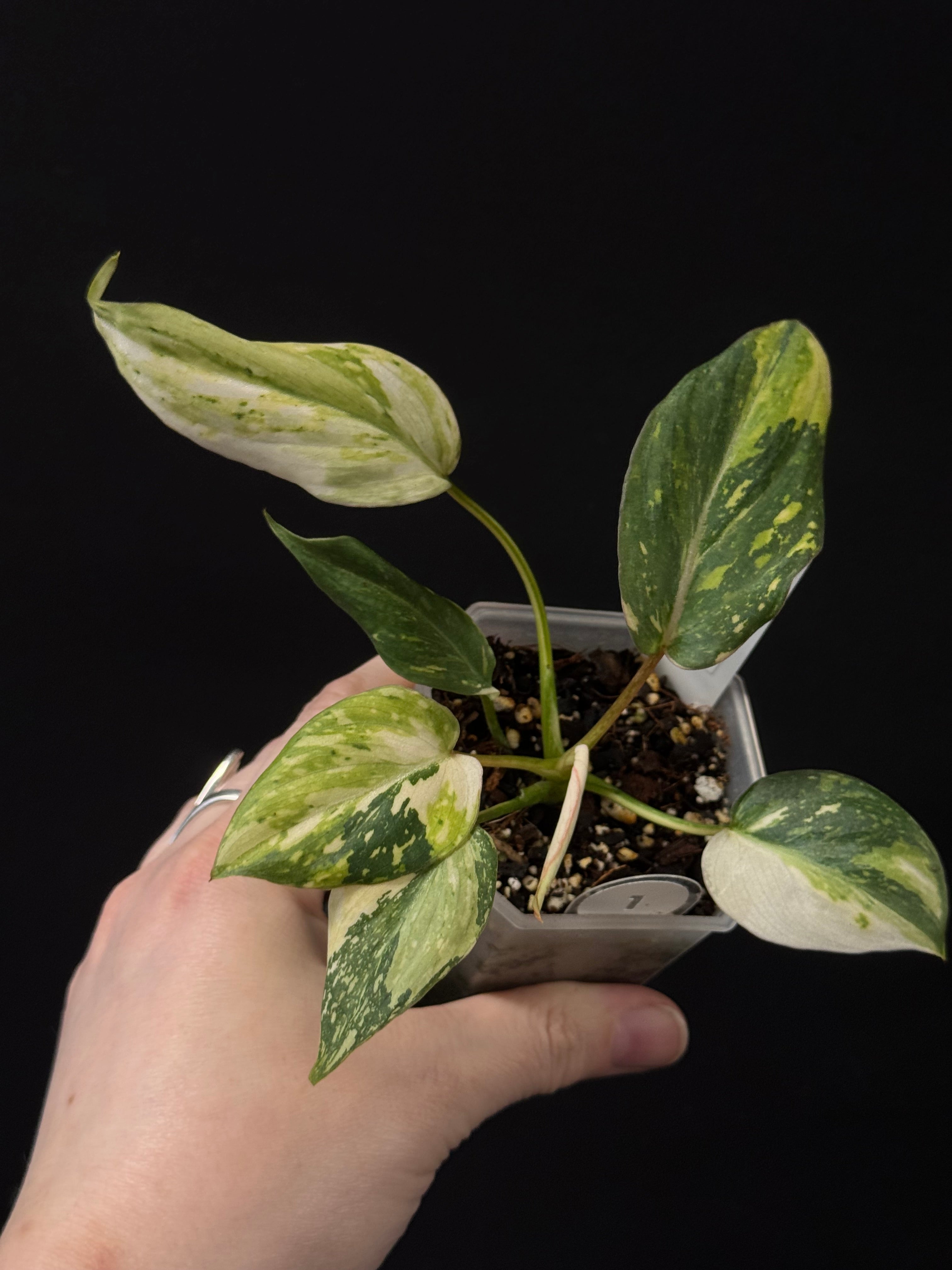 Philodendron Gloriosum Tricolor
