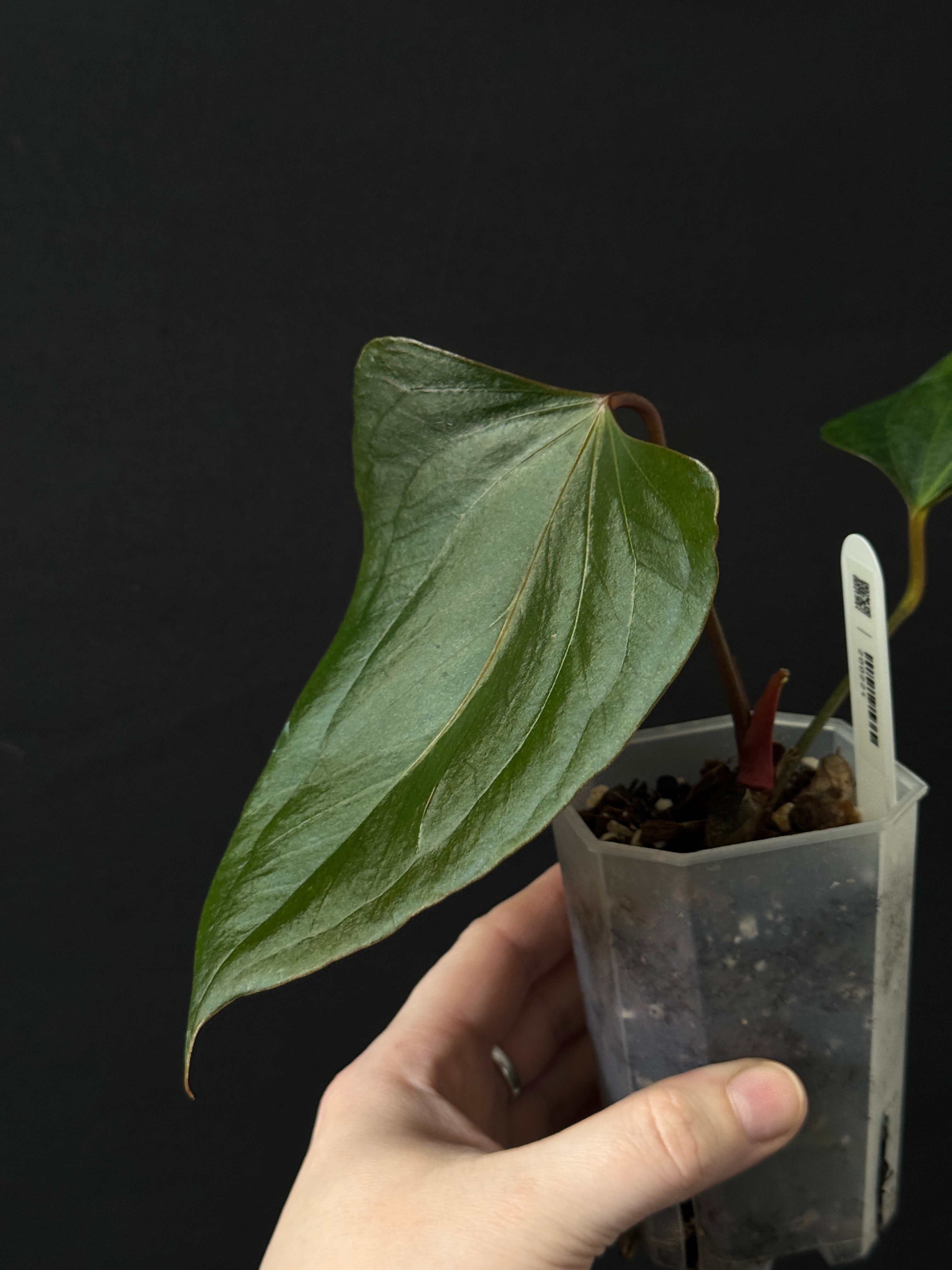 Anthurium ‘Black Sweet’ - Clone