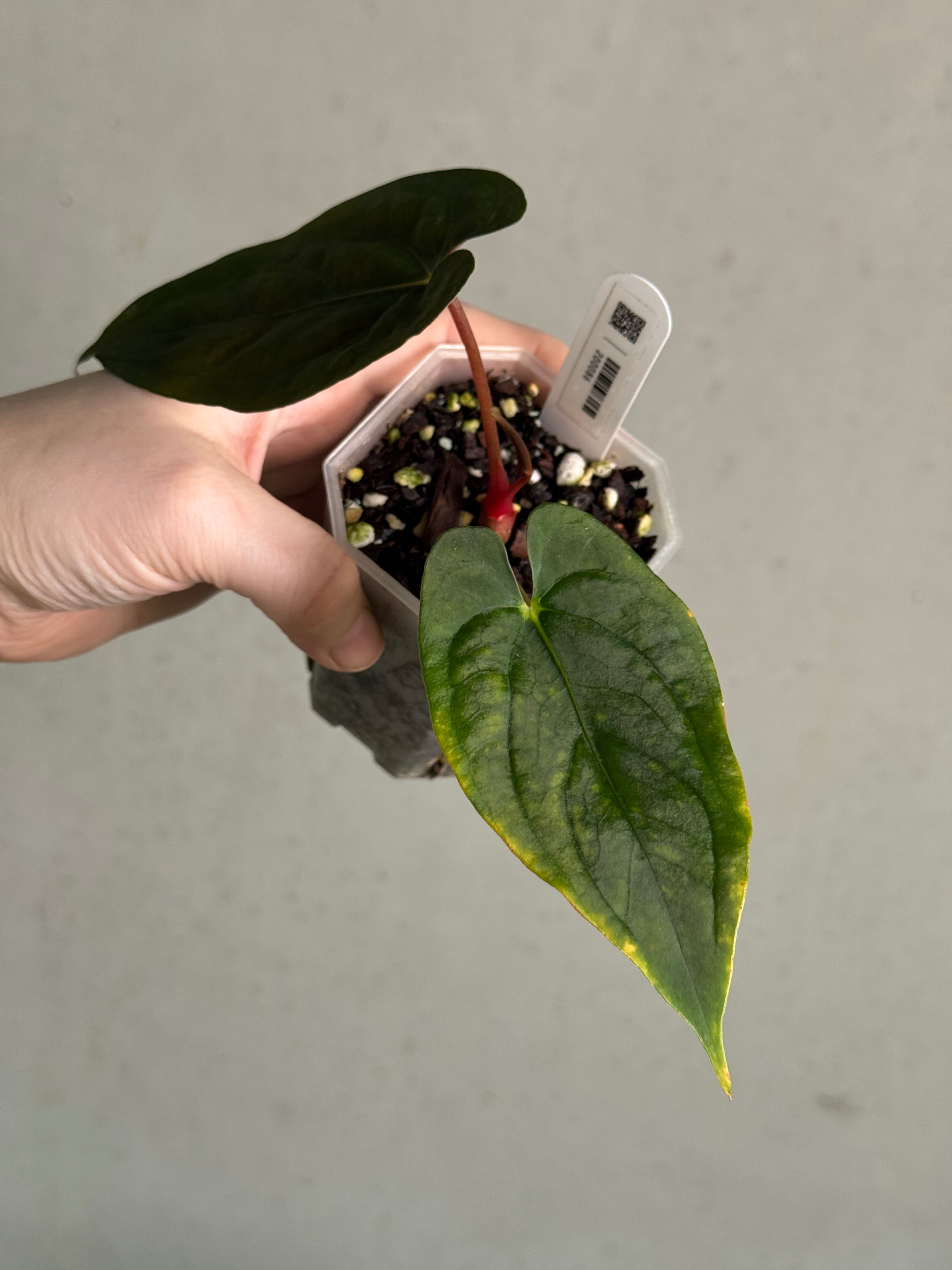 Anthurium RLxFS x self (JV) | SMUKHI