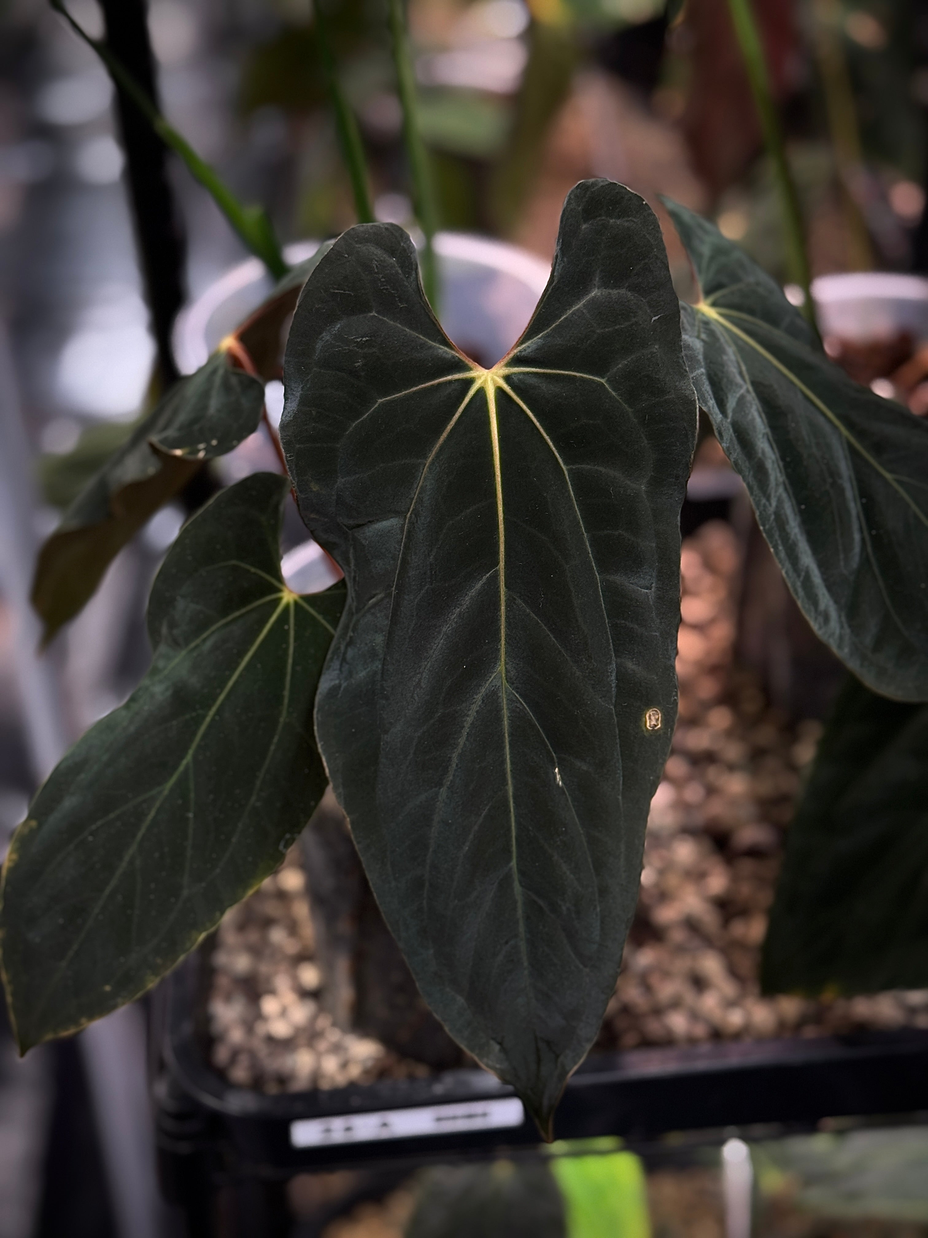 NFS: Anthurium Ralph Lynam S1