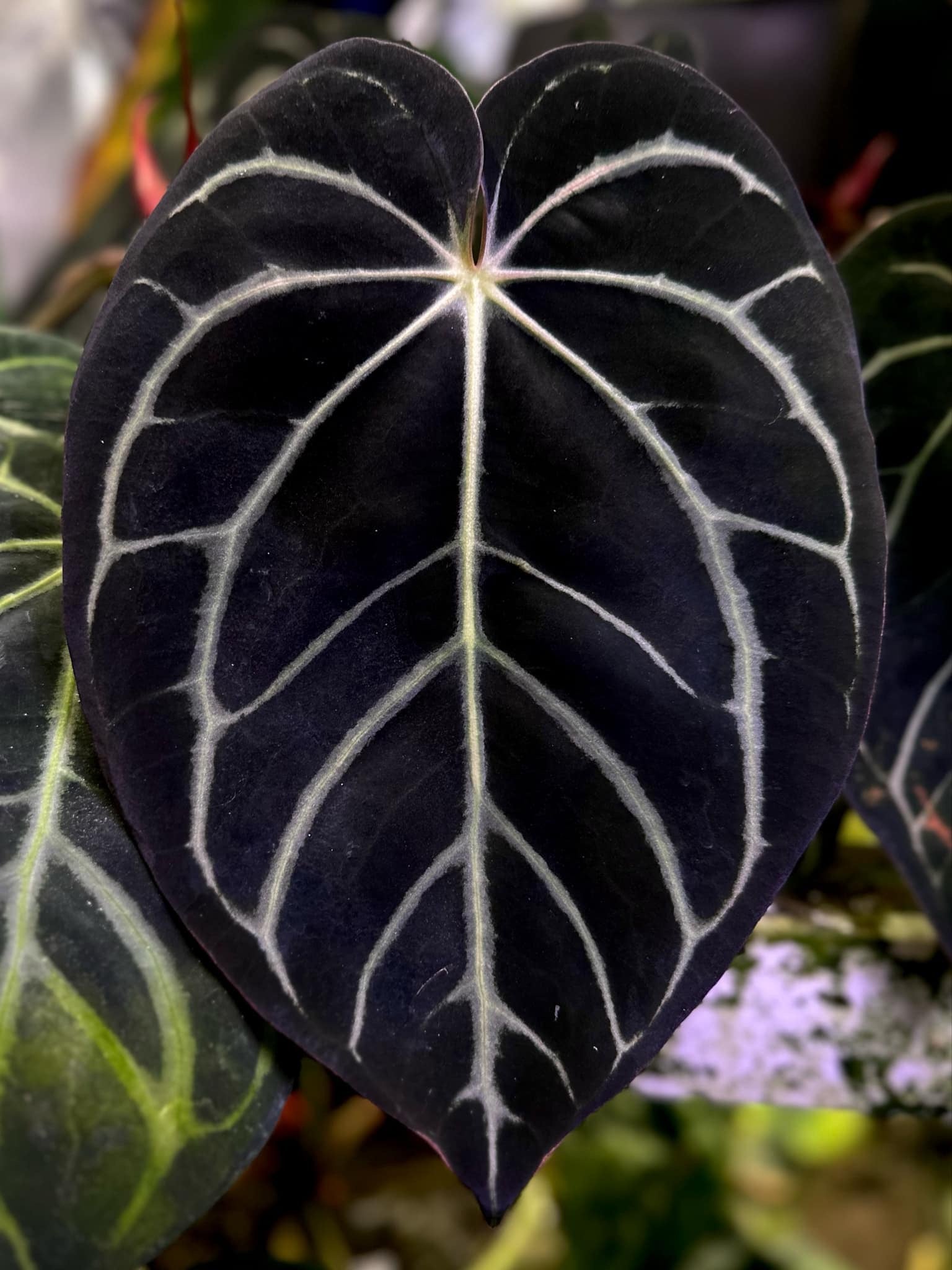 Anthurium Carlablackiae (RA10 x self) x Dressleri NSE 'Obsidian'