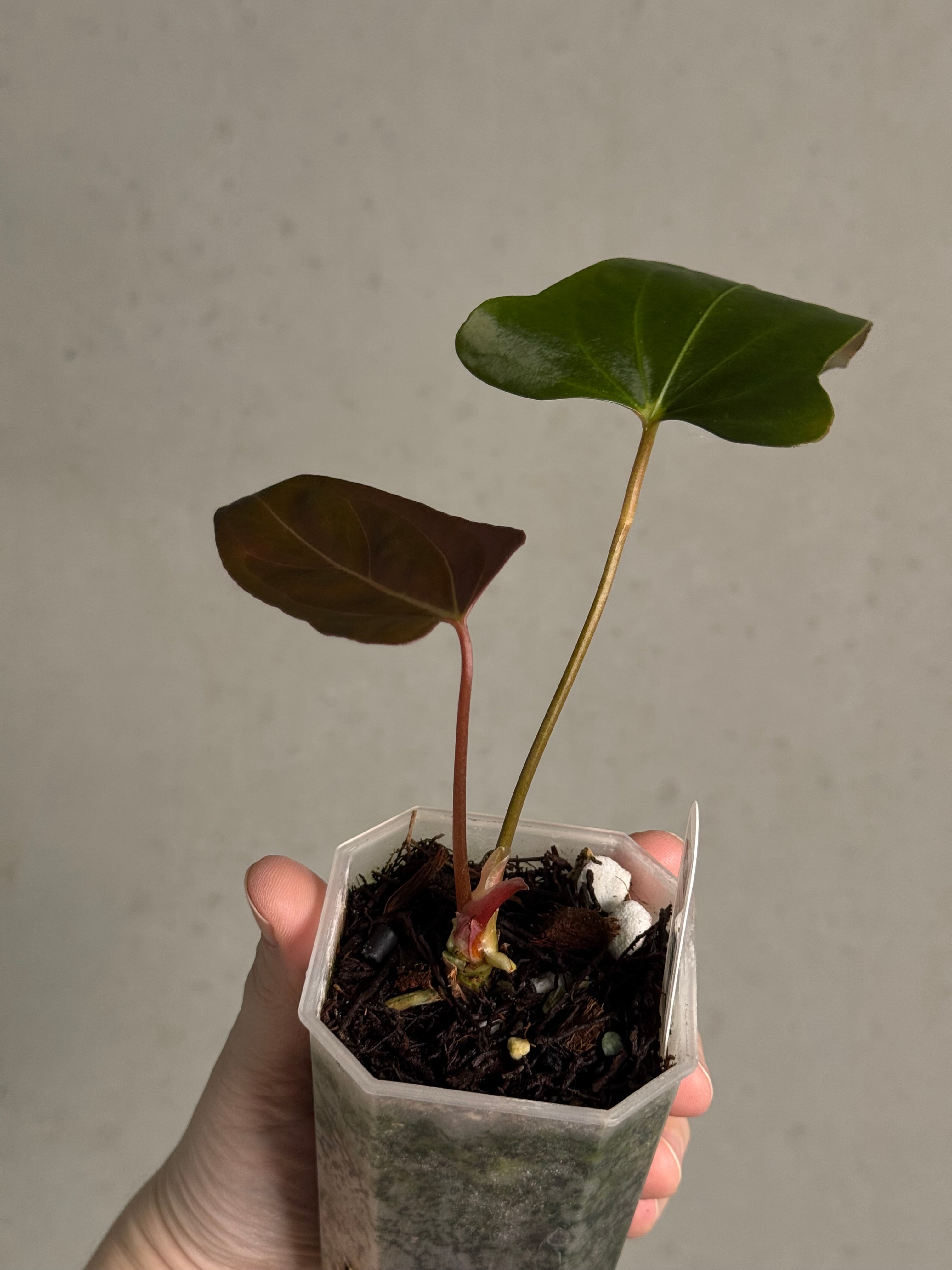 Anthurium Papillilaminum XOne x Indo Portillae - Clone - SMUKHI