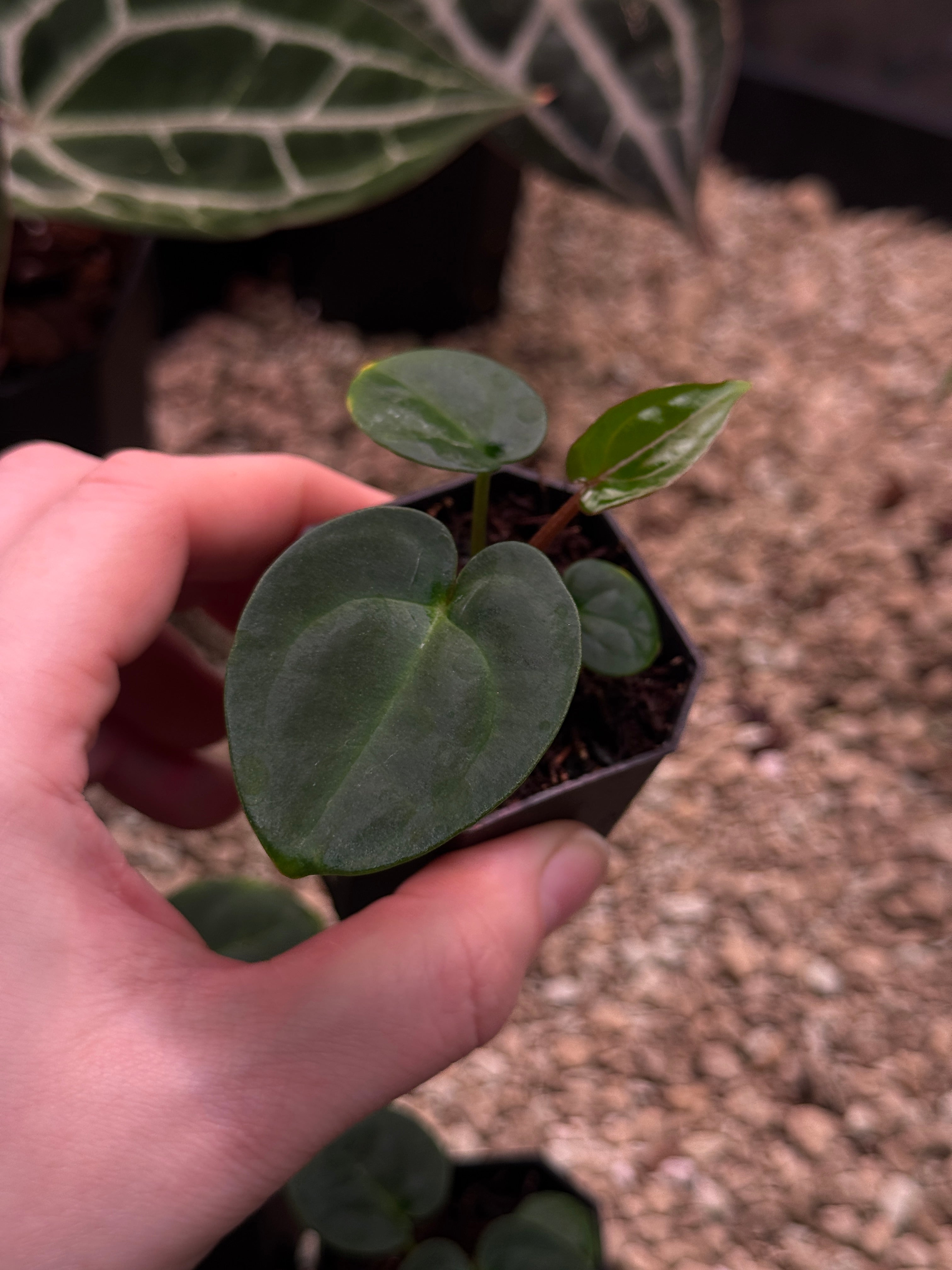 Anthurium Carlablackiae (RA5 x RA10) x (Dressleri RG F2 x Carlablackiae ‘Amanda’)