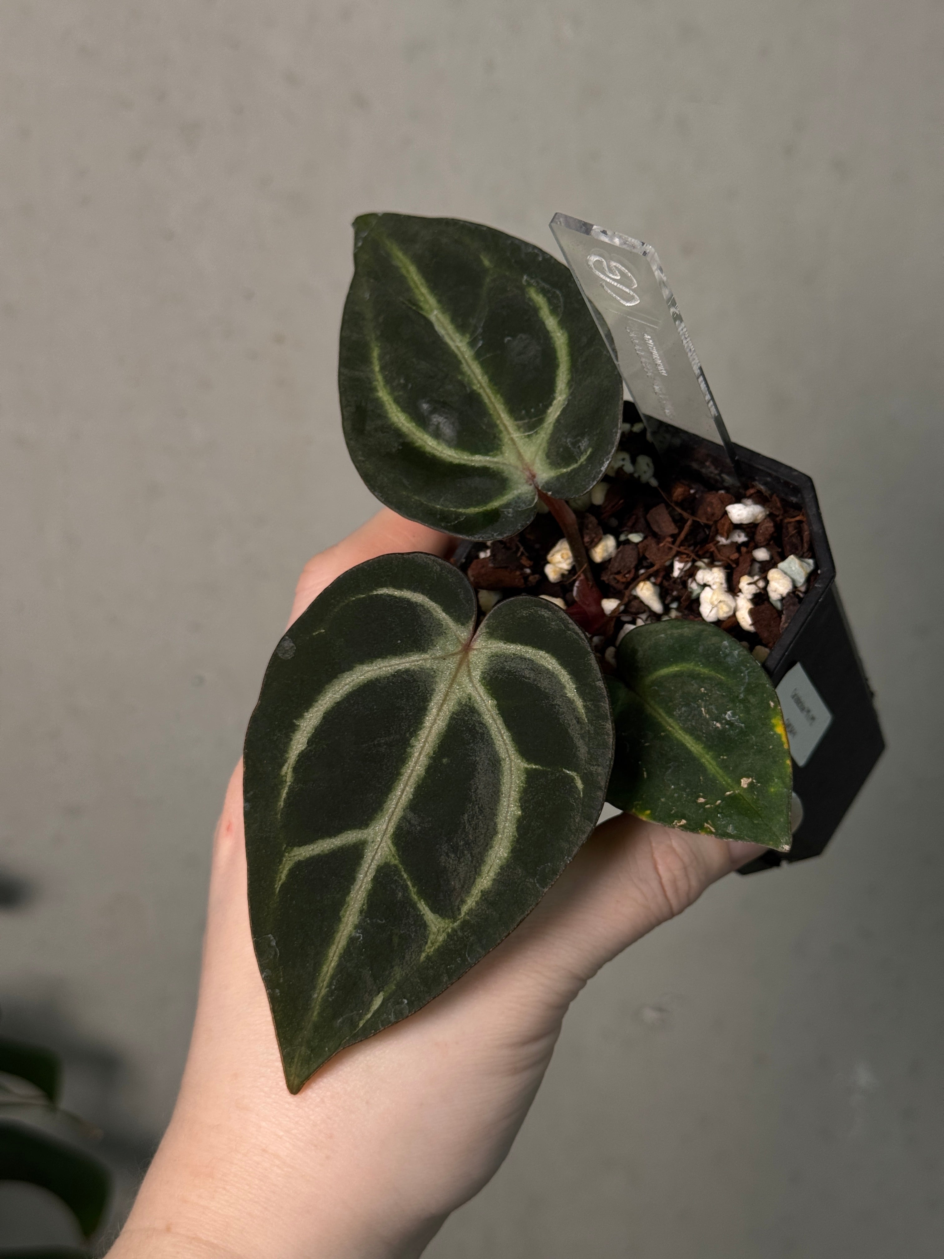 Anthurium Carlablackiae PM2 x PM1