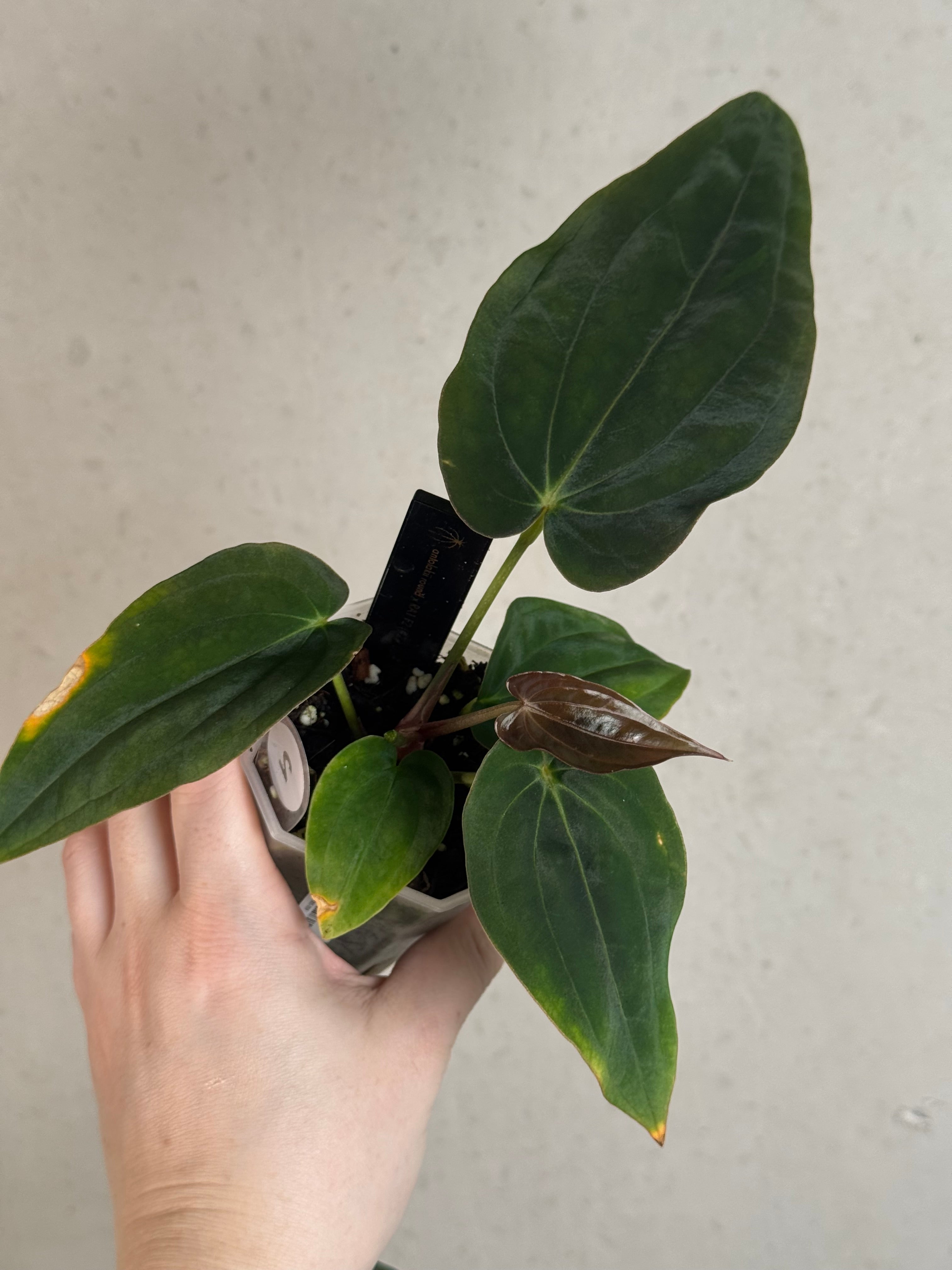 Anthurium Antolakii (BVEP) ‘Round’ x RA1 F2