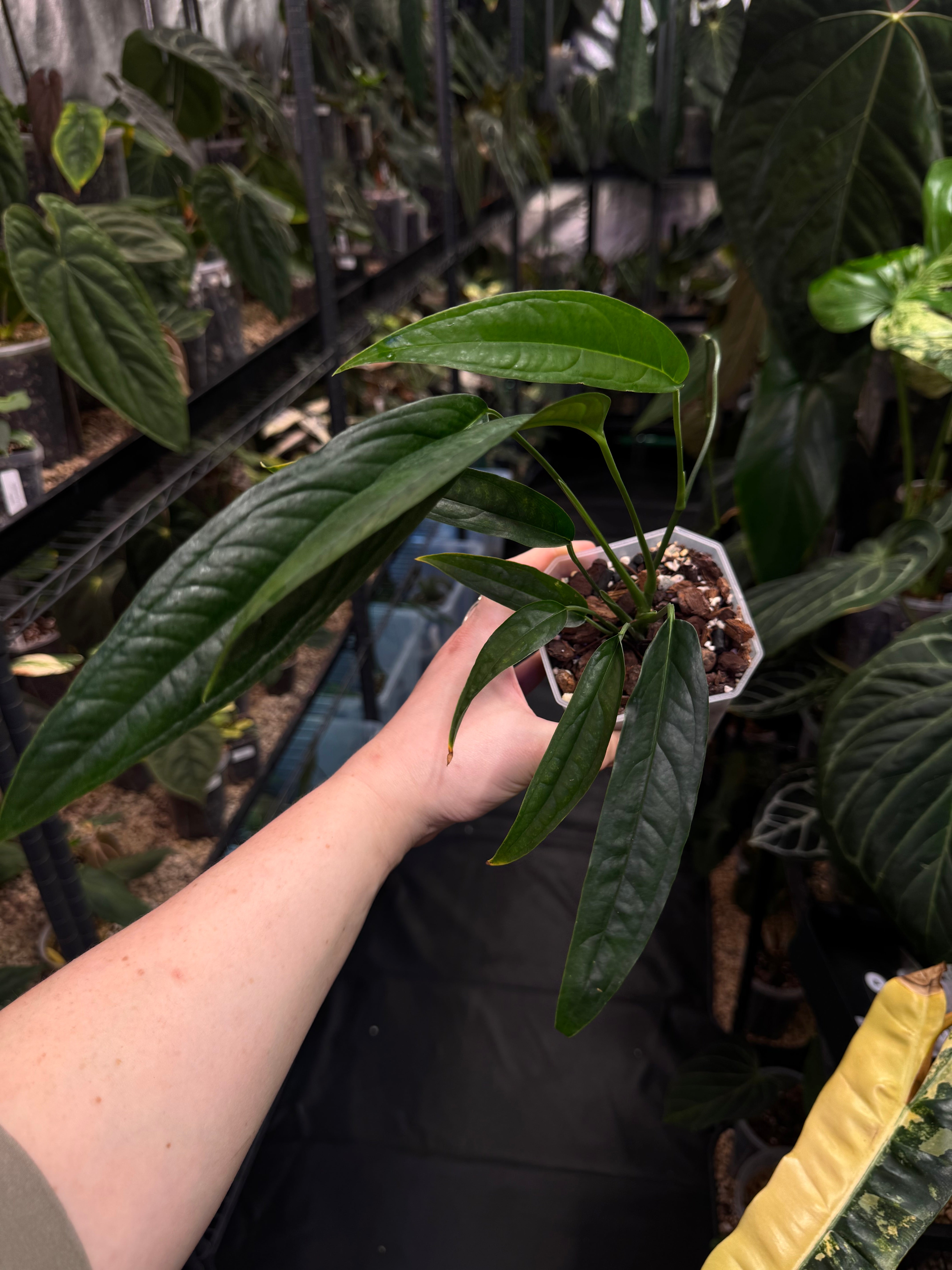 Monstera Obliqua Yasuni