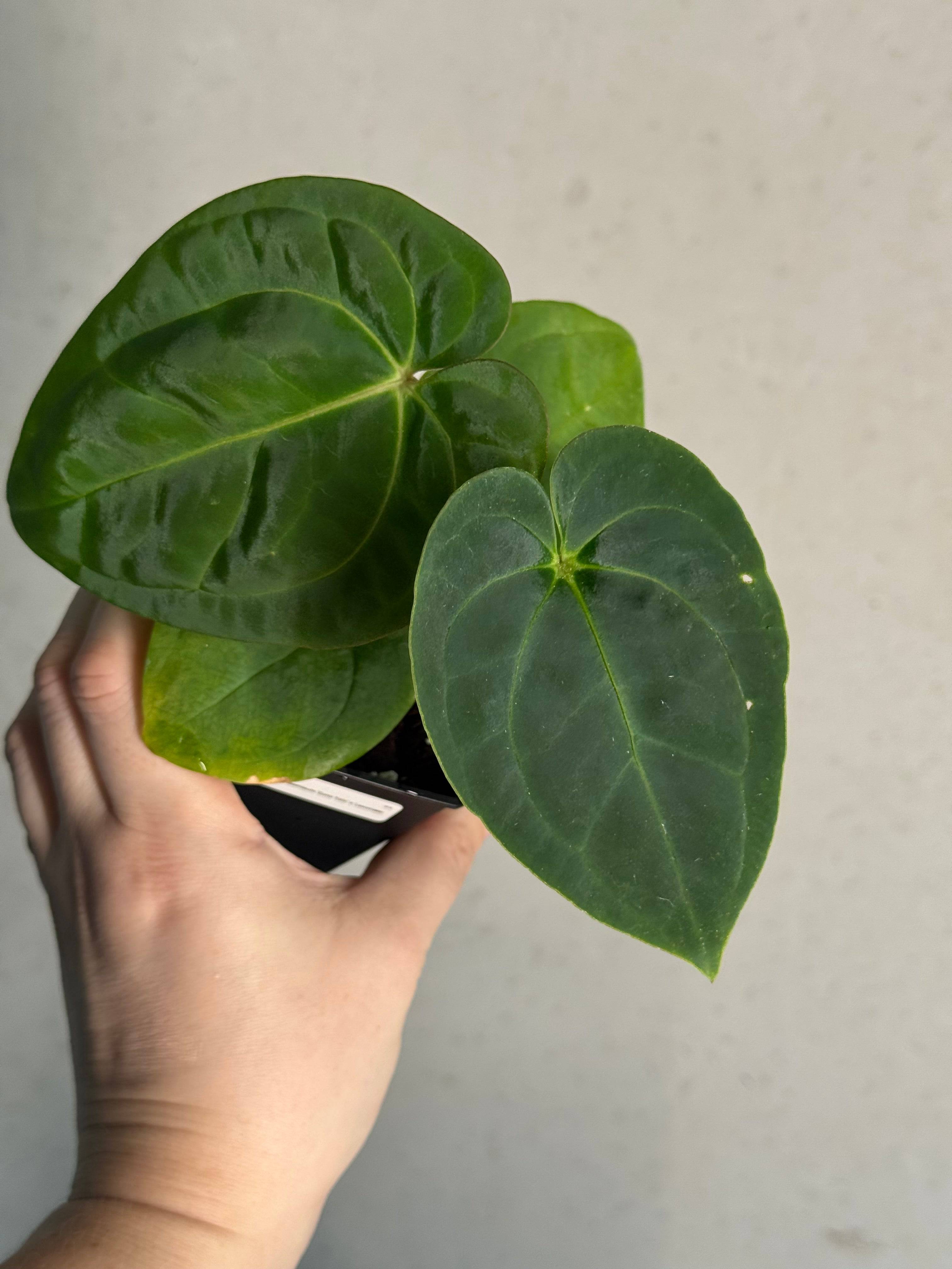 Anthurium Papillilaminum 'Guna Yala' x Luxurians - SMUKHI