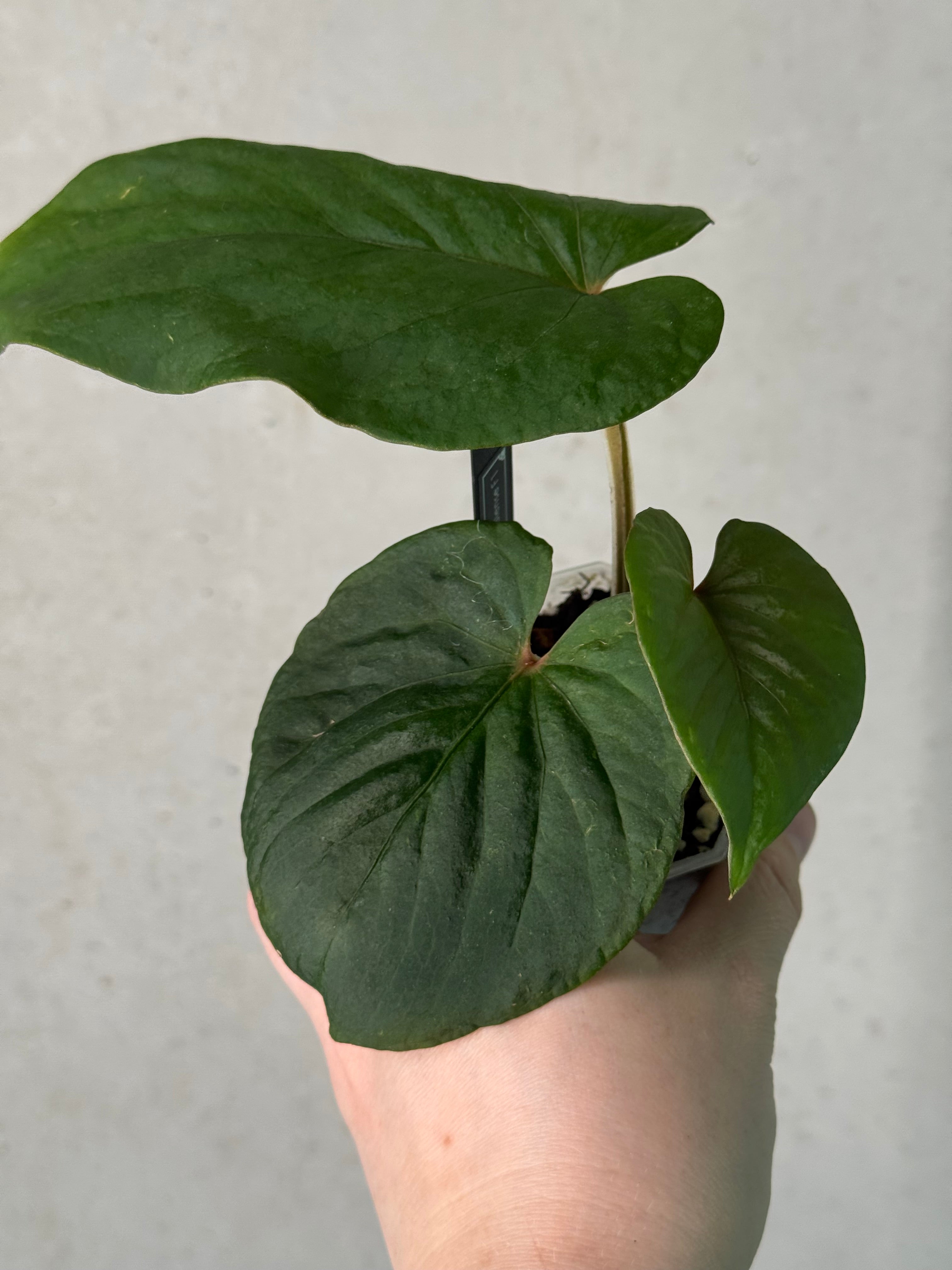 Anthurium Kunayalense F1