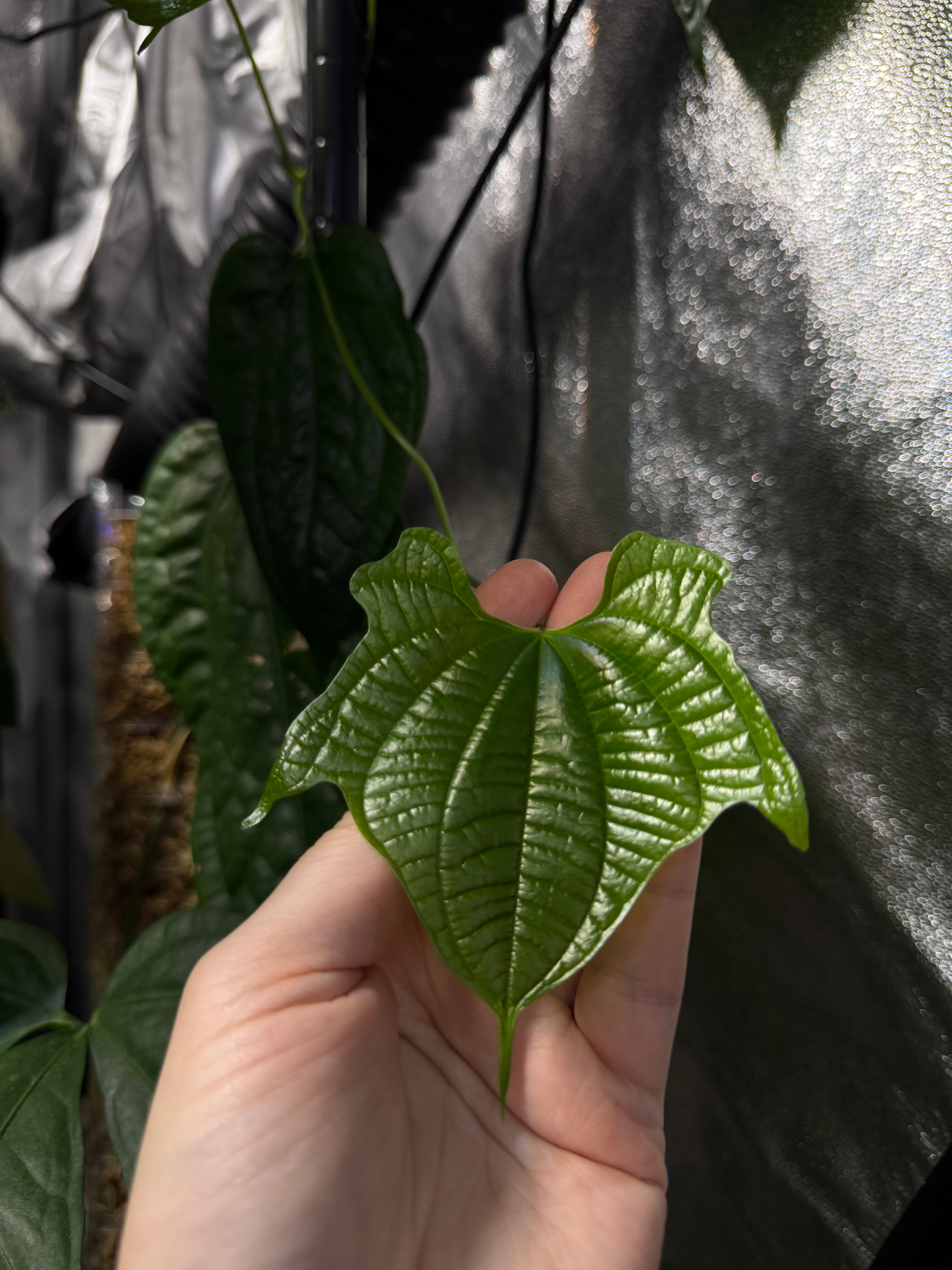 Dioscorea Sansibarensis - Bulb