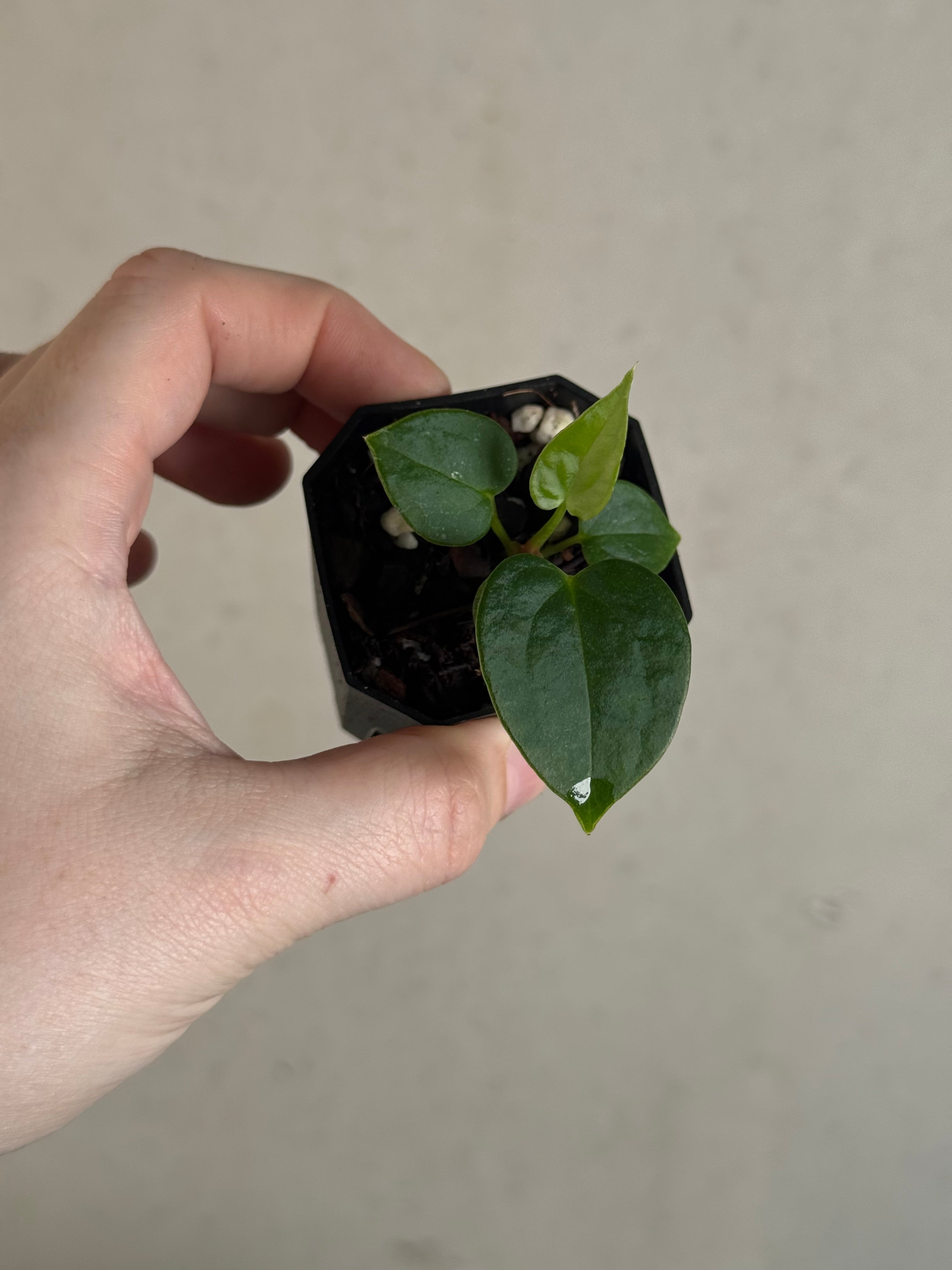 Anthurium Fort Sherman S1 x open