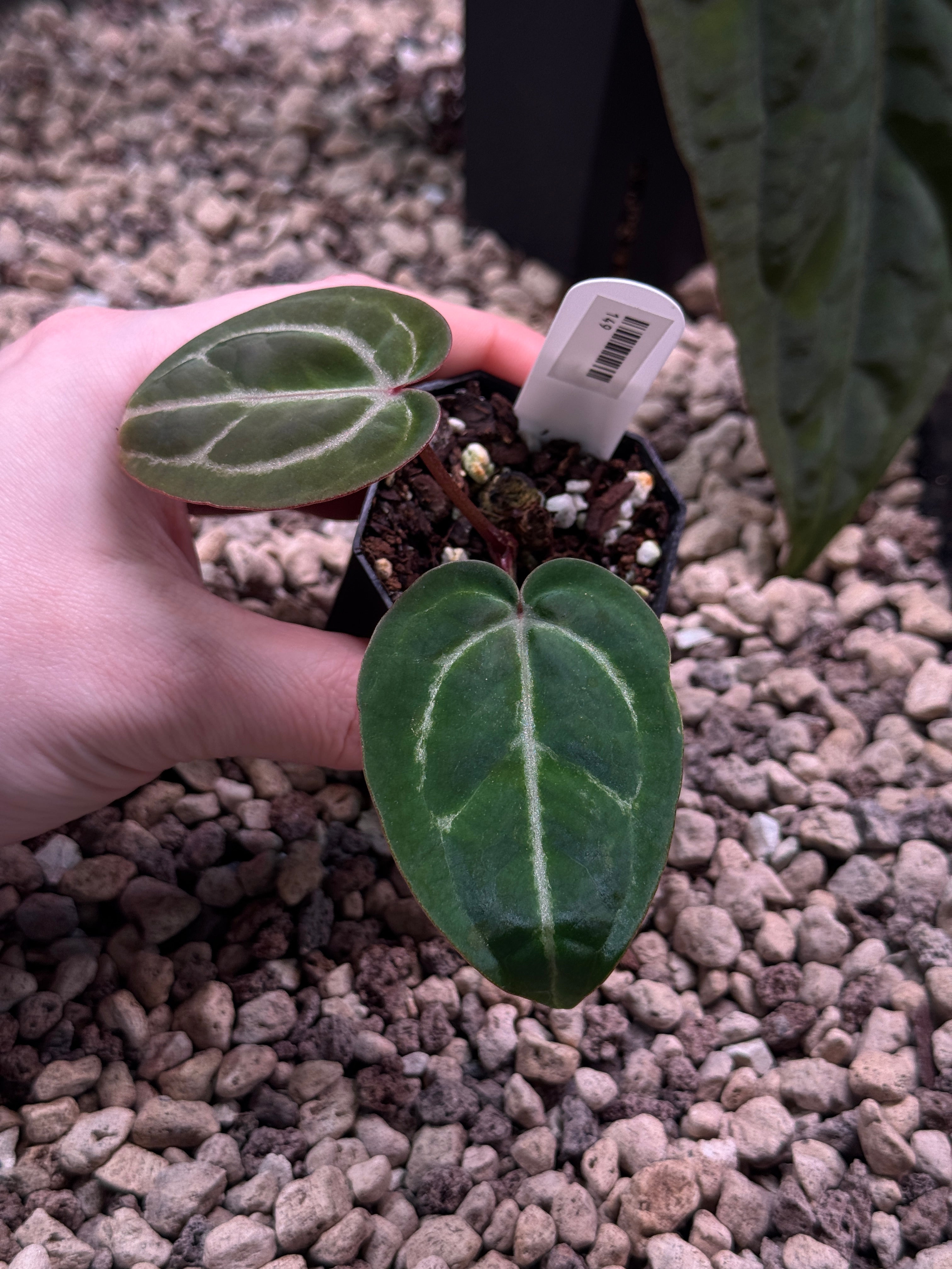 Anthurium Red Crystallinum S1