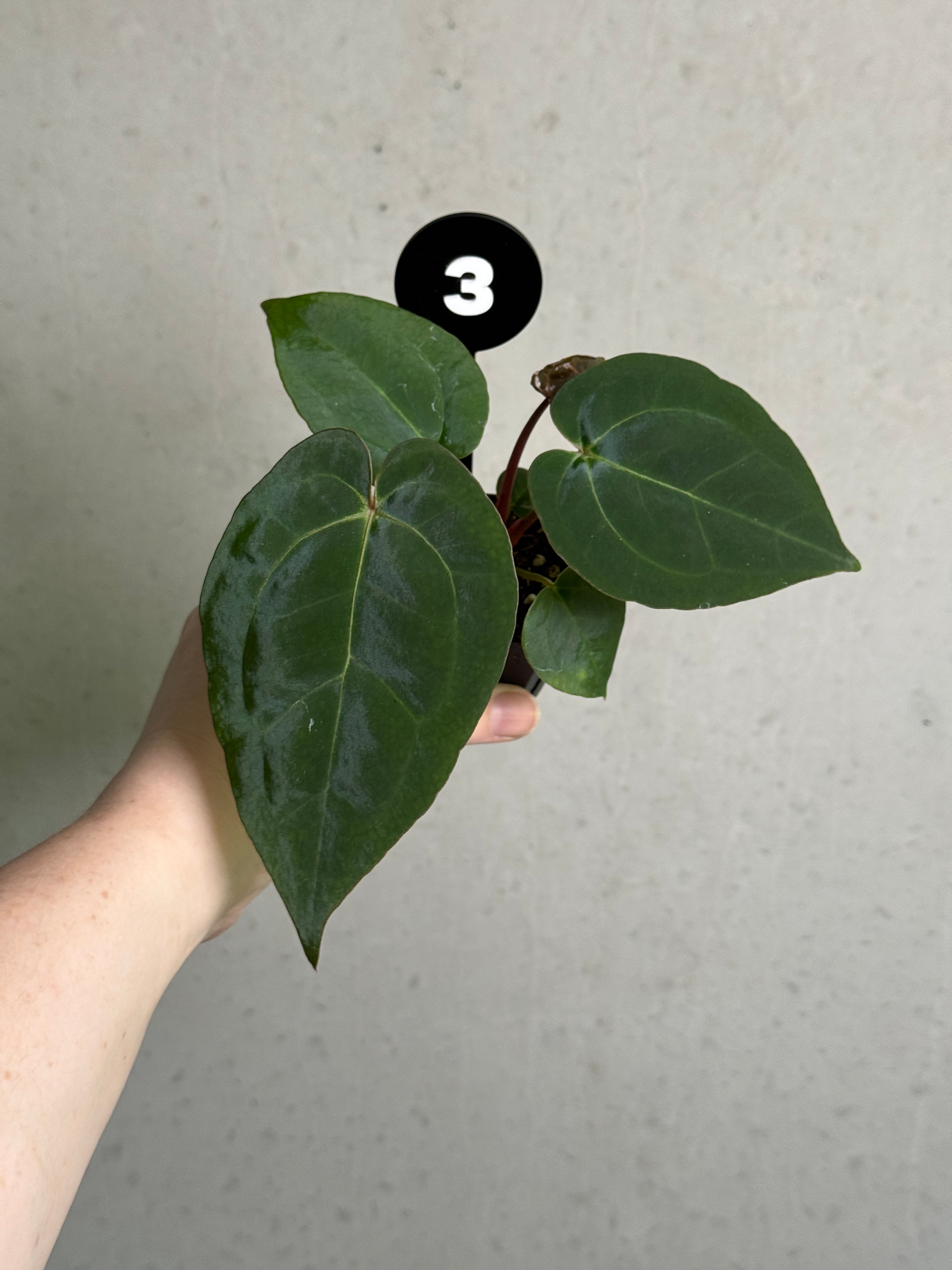 SMUKHI Anthurium Michelle plant with glossy green leaves and vibrant red flowers on a lush indoor display.