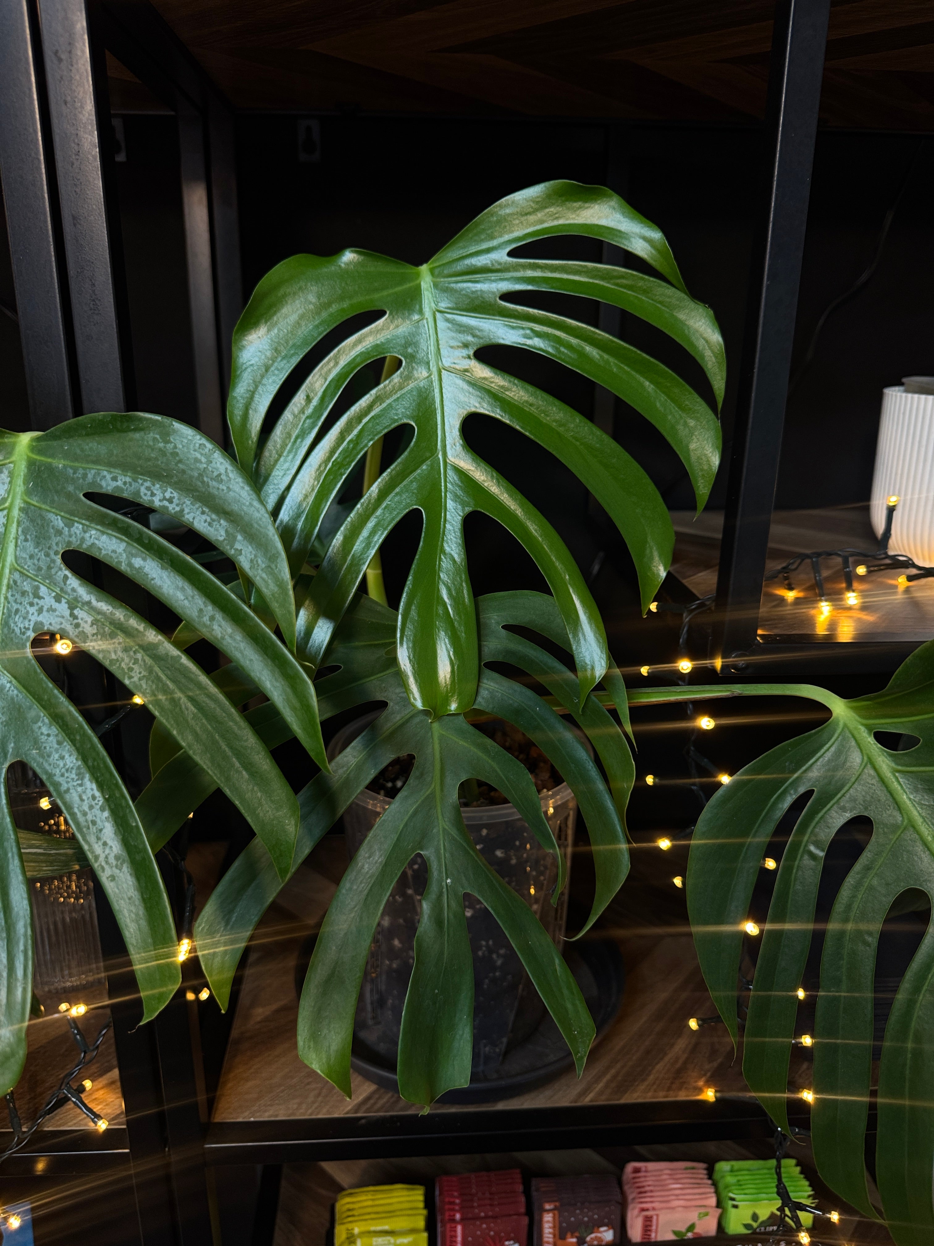 Monstera Sierrana Mexican Form - Clone