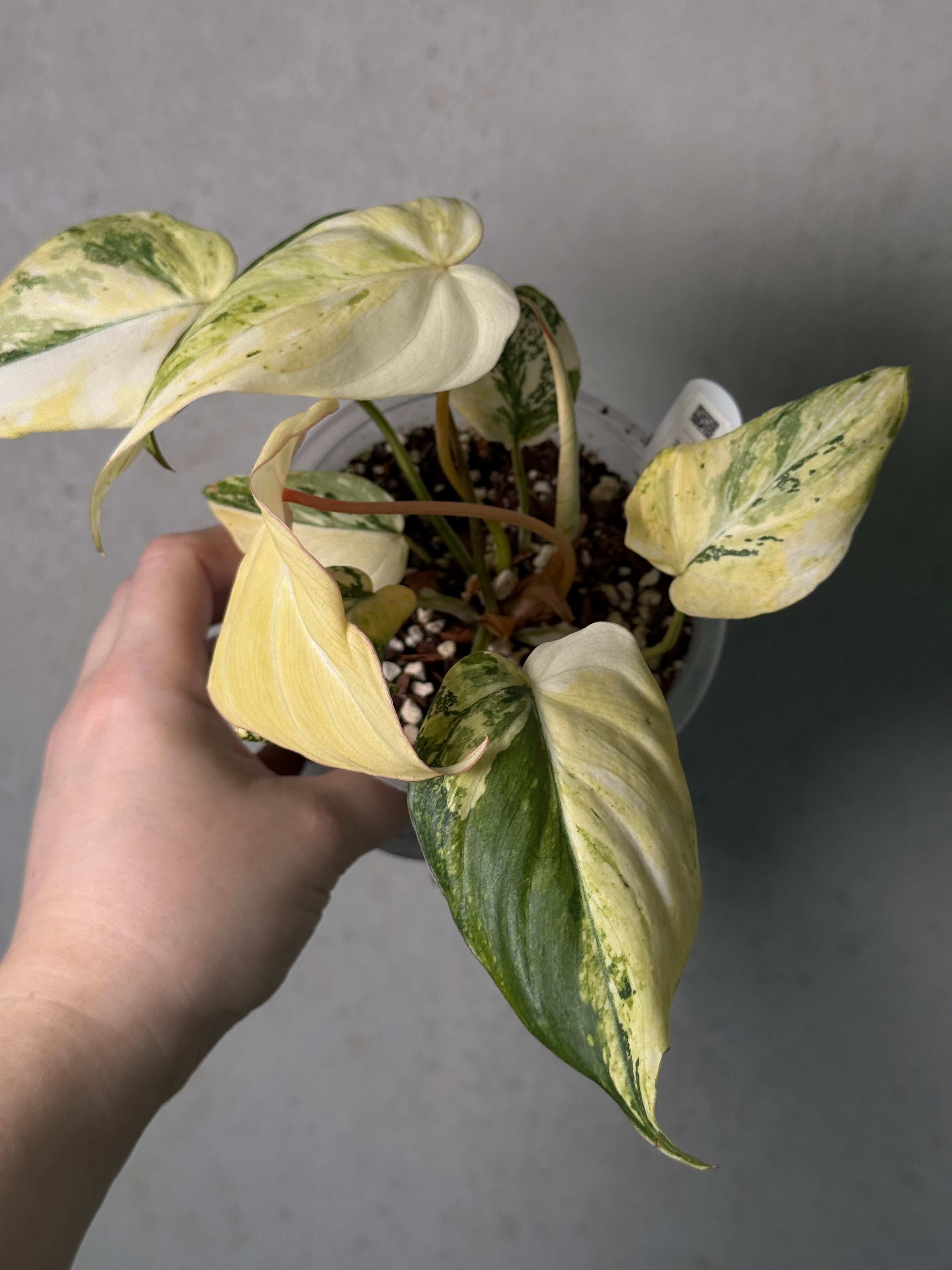 Philodendron Gloriosum Tricolor