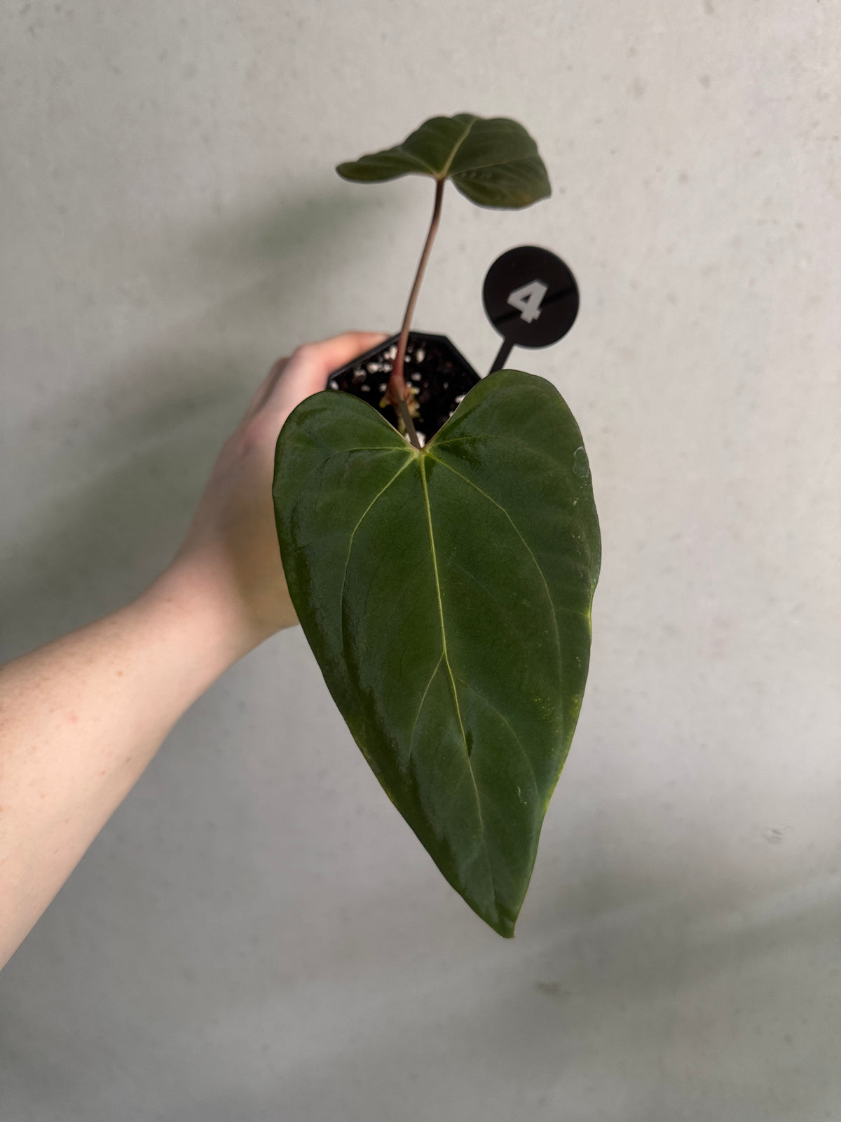 SMUKHI Anthurium plant, value grade, with glossy green leaves and vibrant red flowers, indoor decorative tropical plant.