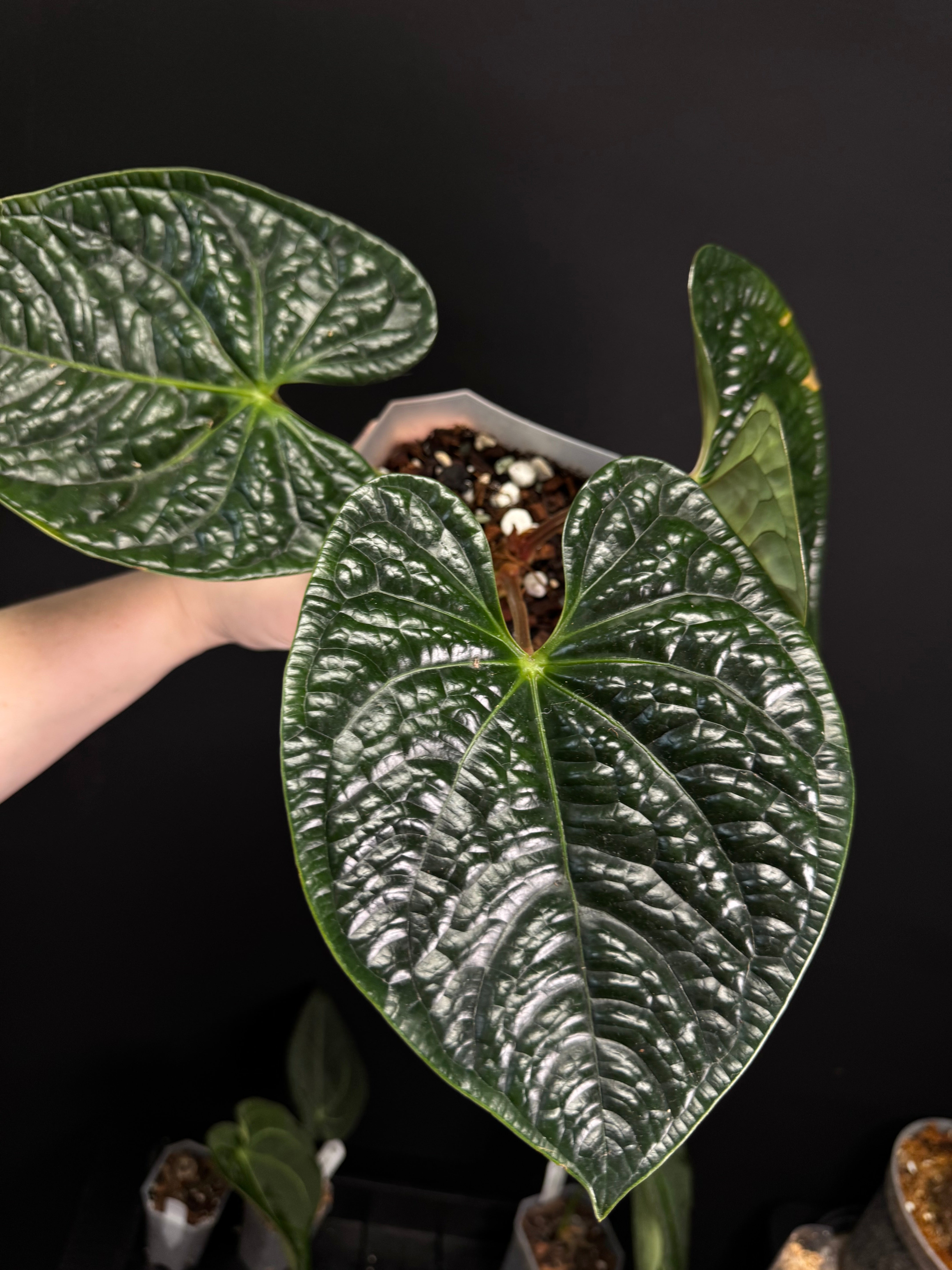 Anthurium Luxurians - SMUKHI