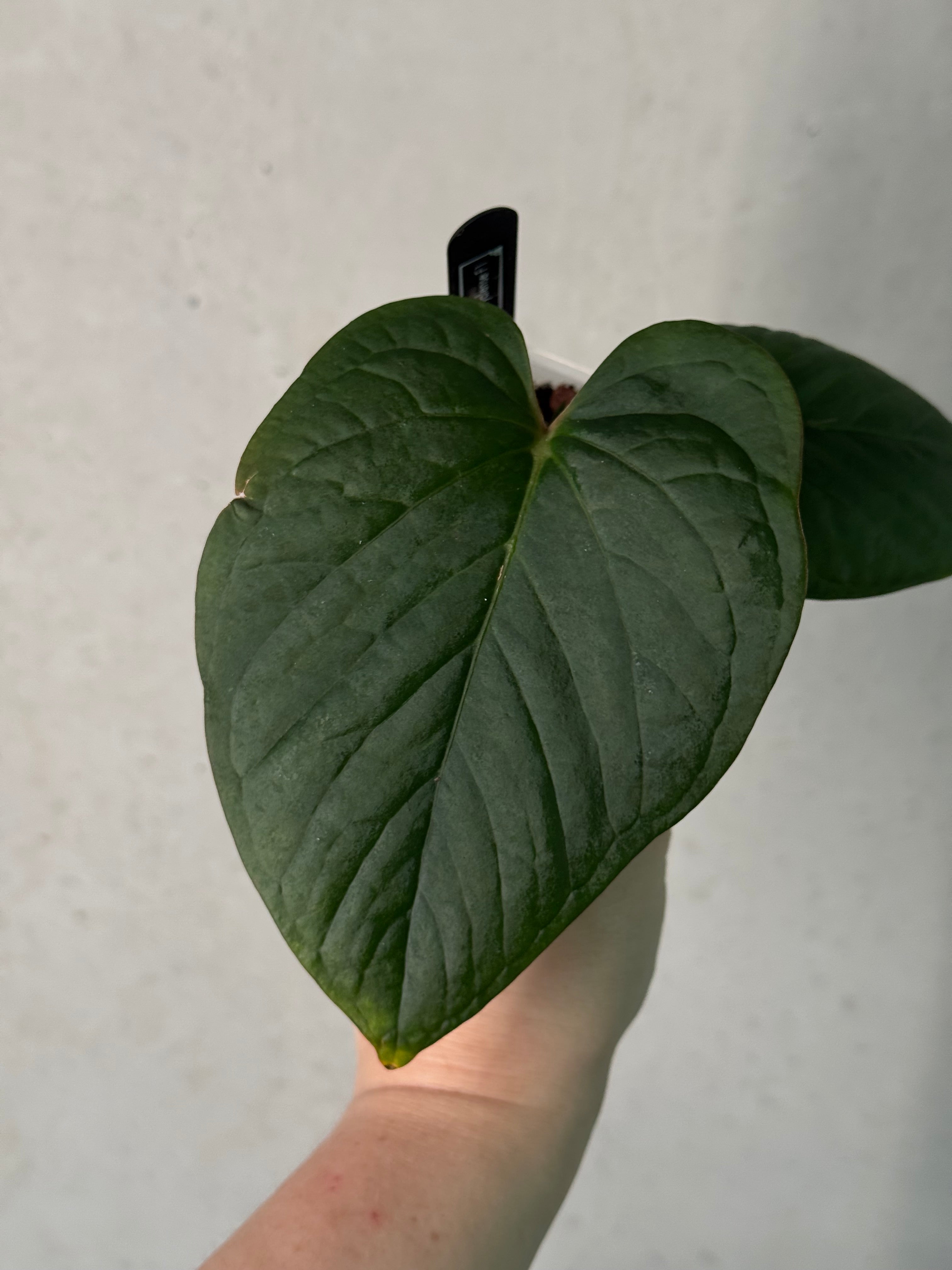 Anthurium Kunayalense F1