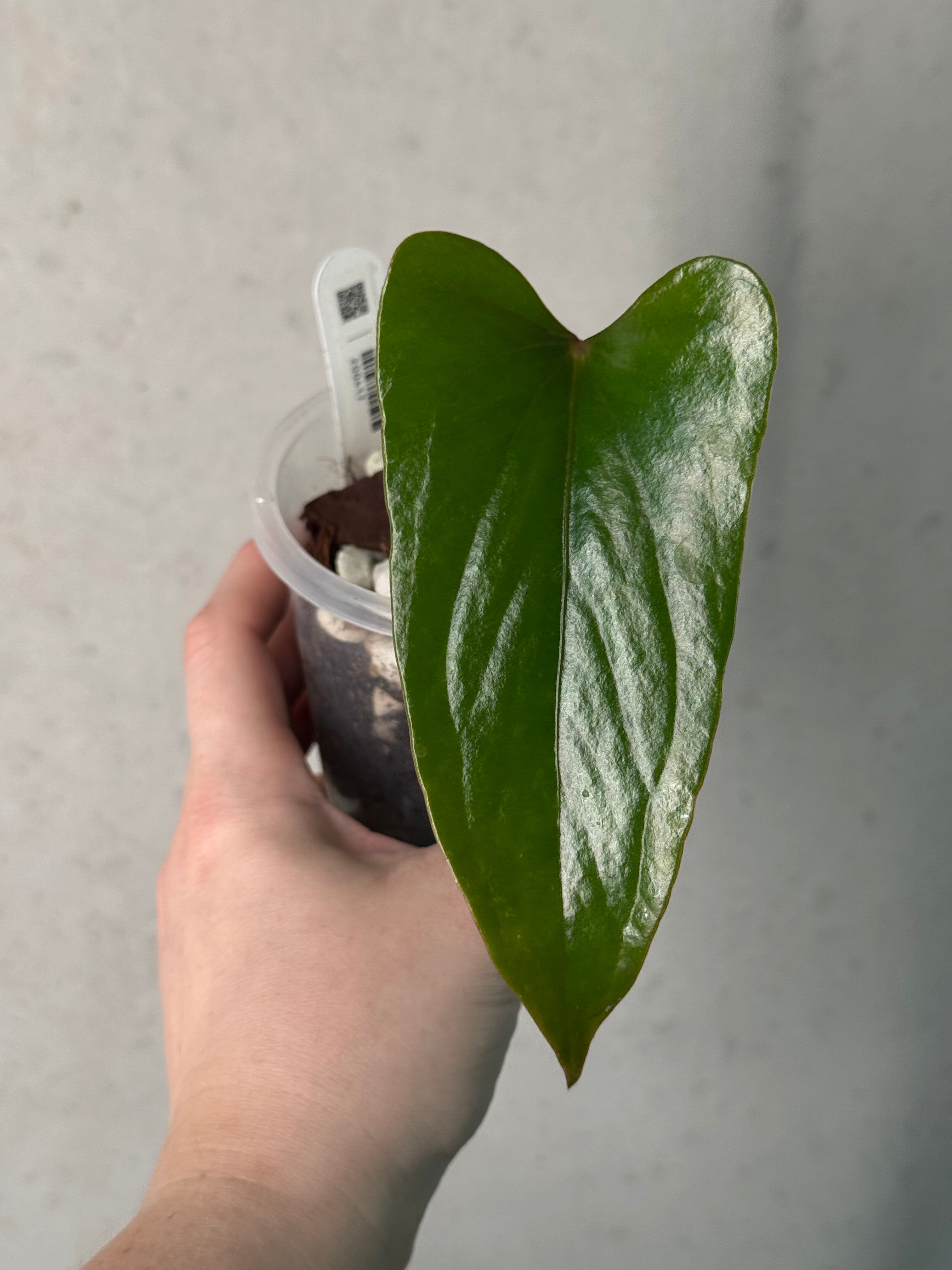 Anthurium sp. Napo (Nigrolaminum 'Gigi')