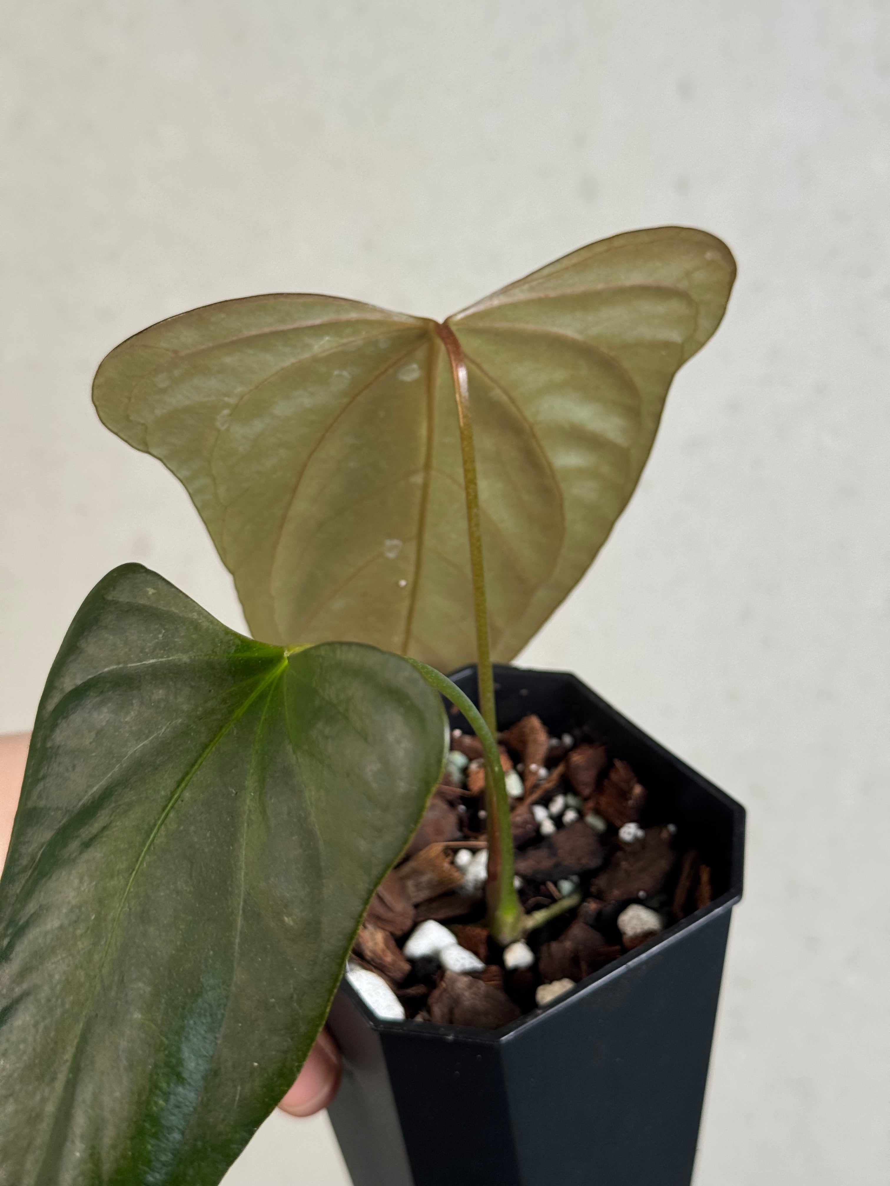Anthurium Indo Portillae - Clone