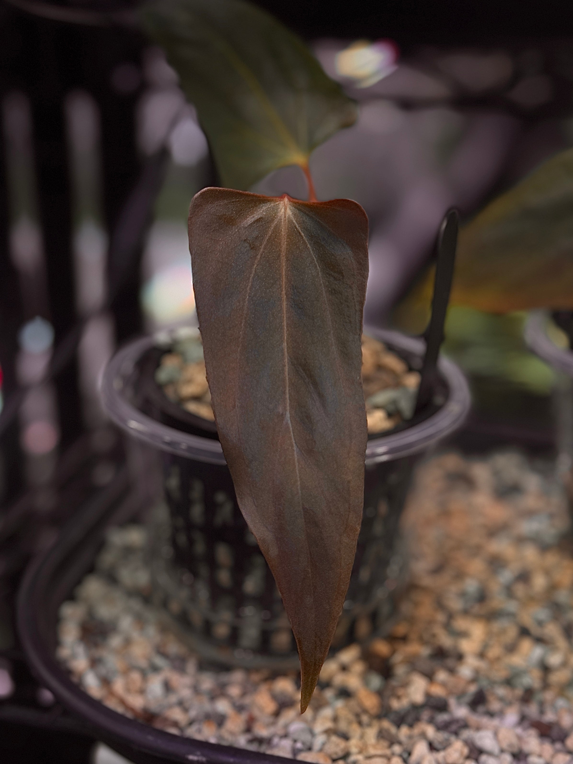 Anthurium Velvet Portillae - Clone - Pre-order