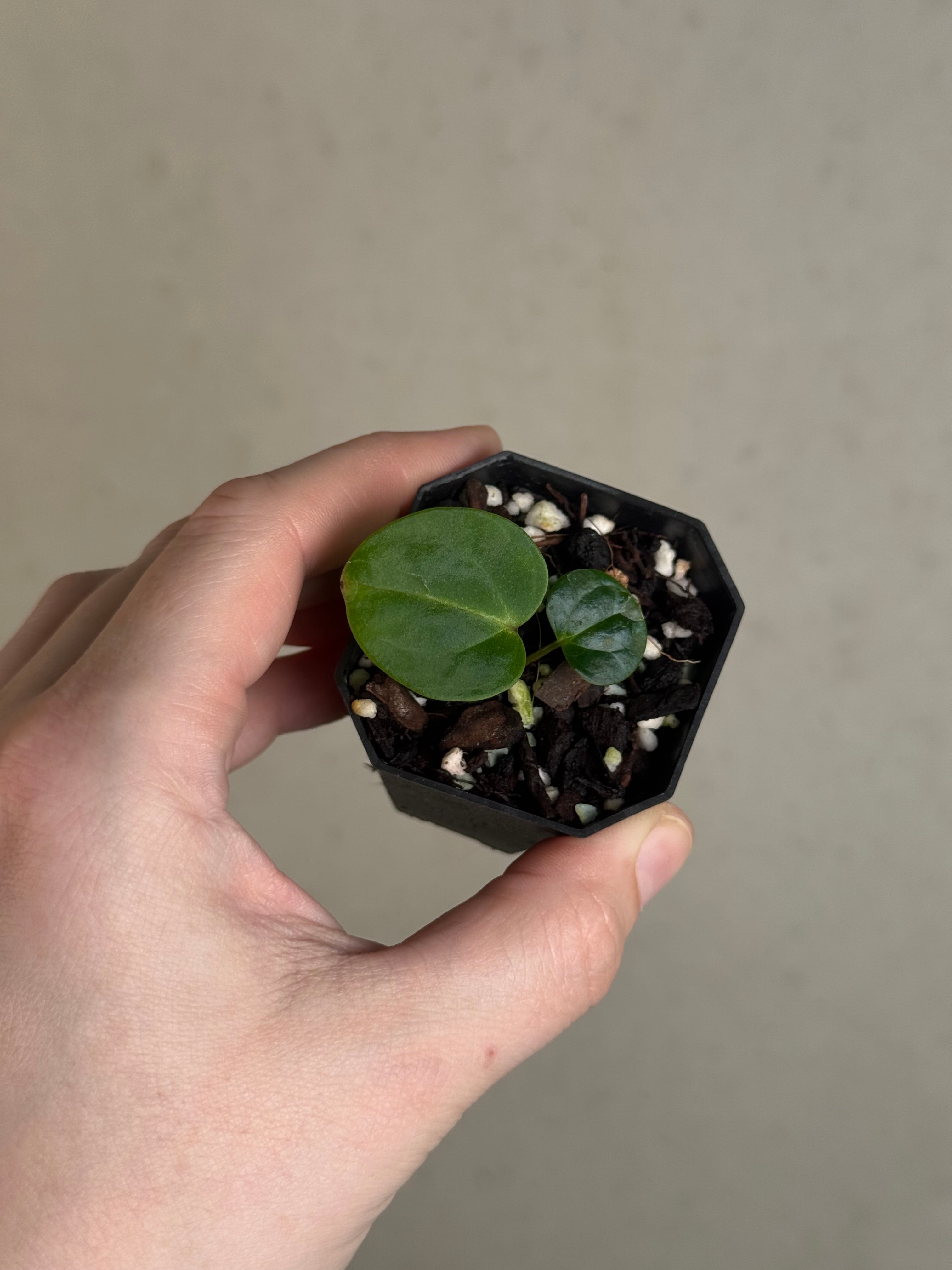 Anthurium Carlablackiae (RA5 x RA10) x ‘Carlita’