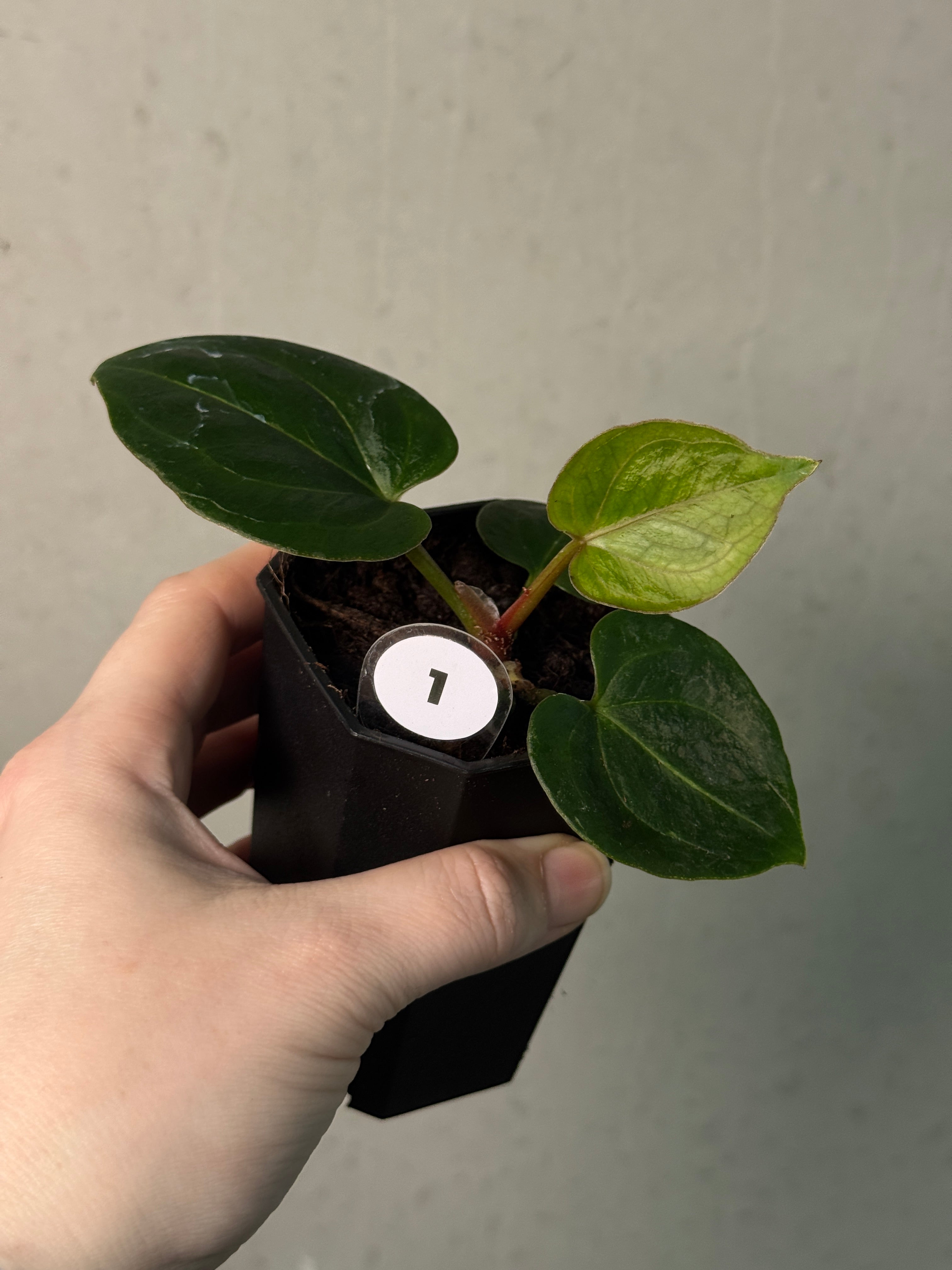 Anthurium HU ‘Round 1’ x ‘2’ - SMUKHI