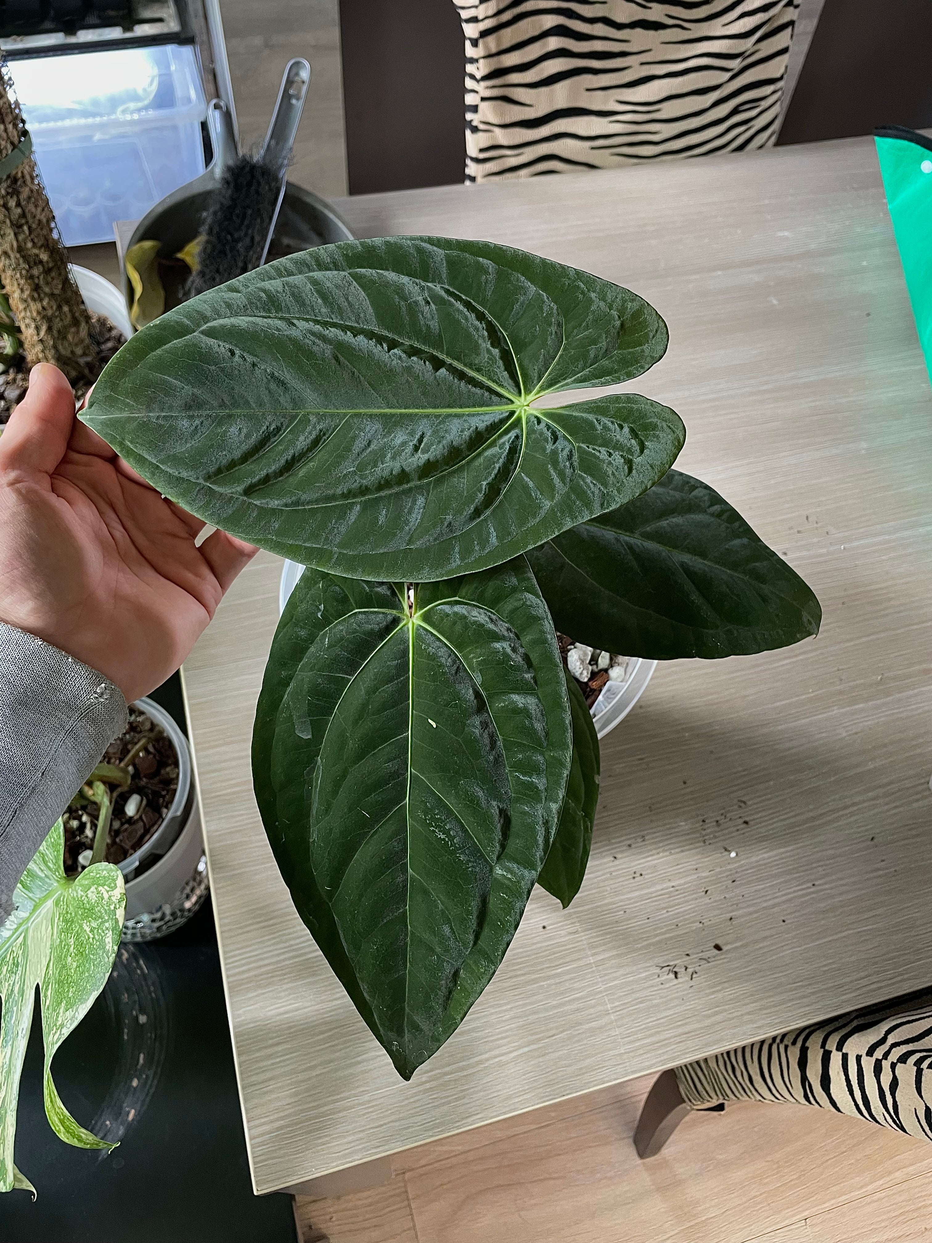 Anthurium - Various plants