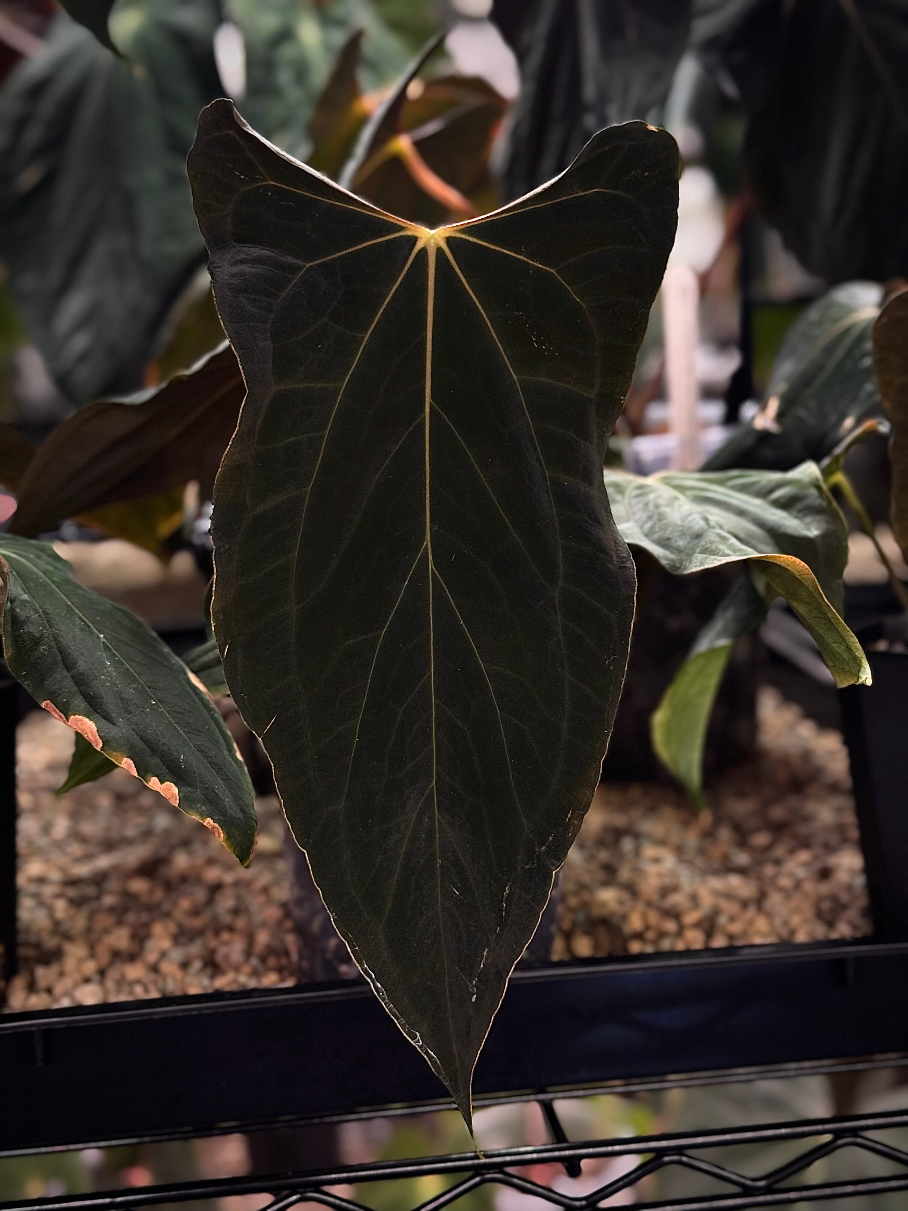 NFS: Anthurium Ralph Lynam S1