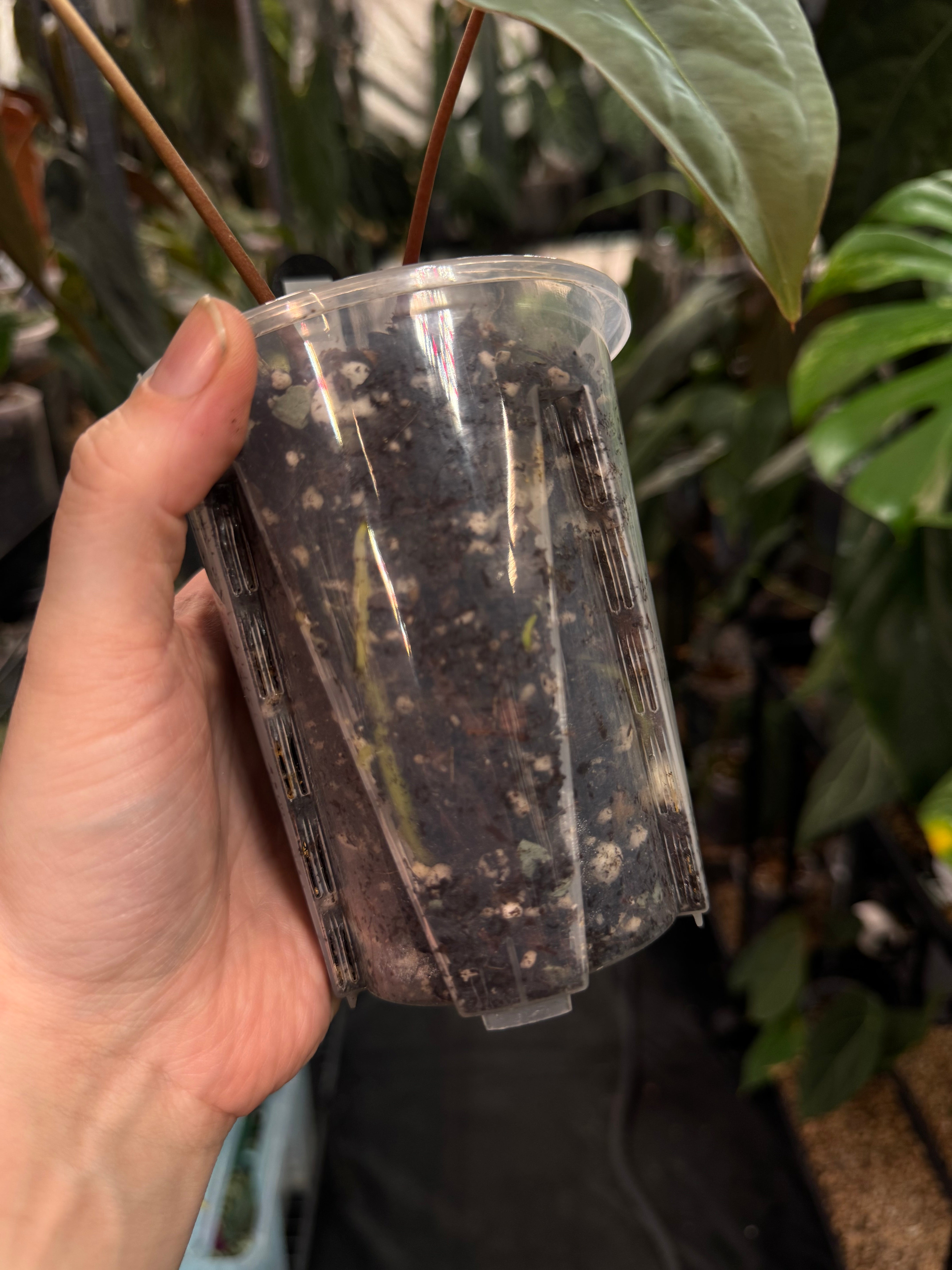 Anthurium Papillilaminum F1 'Lago Gatun'