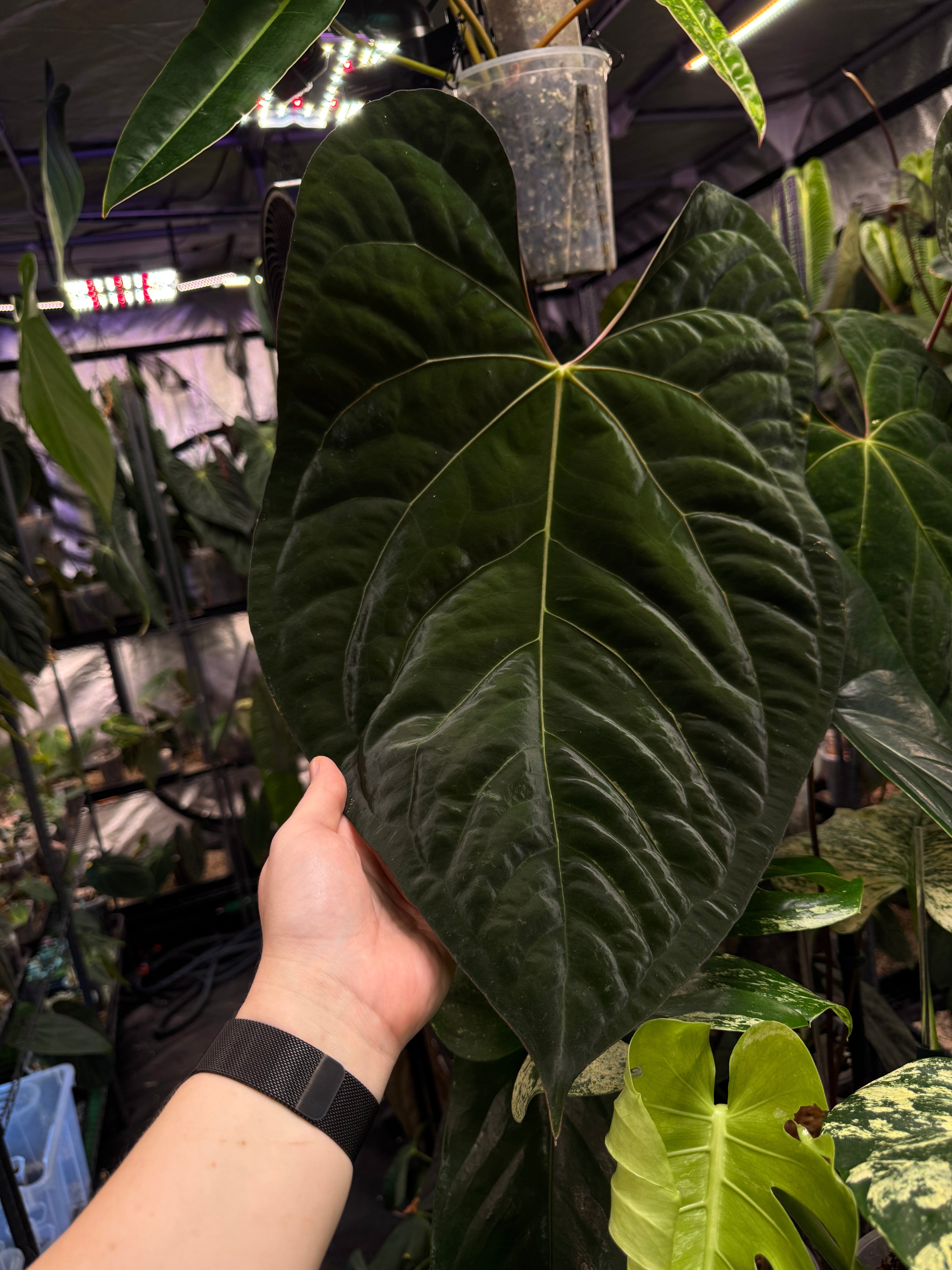 Anthurium Ace of Spades Dark Form x Papillilaminum 'Marie'