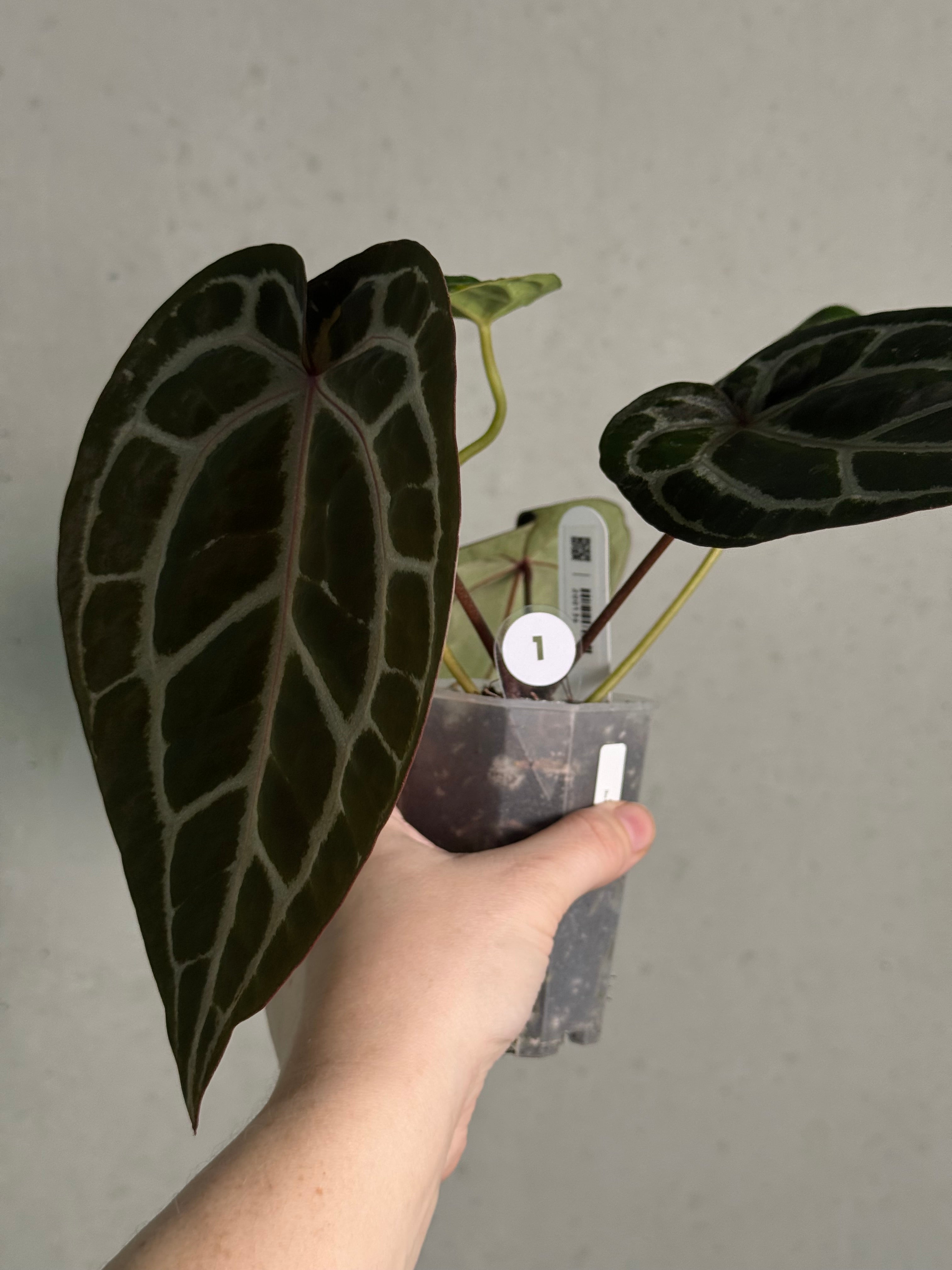 Anthurium Michelle | SMUKHI