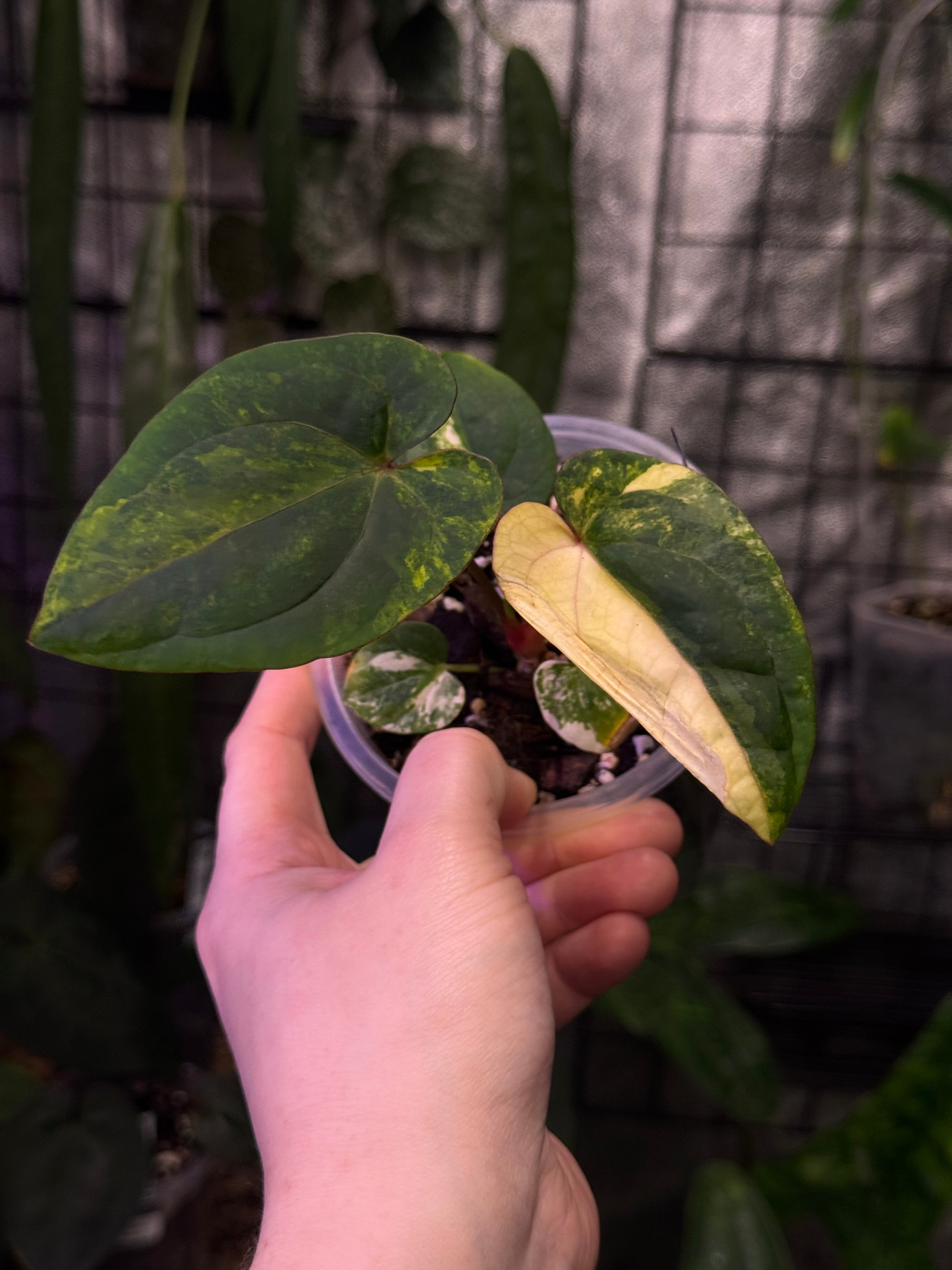 NFS: Anthurium Papillilaminum x Red Vein Dark Phoenix variegata