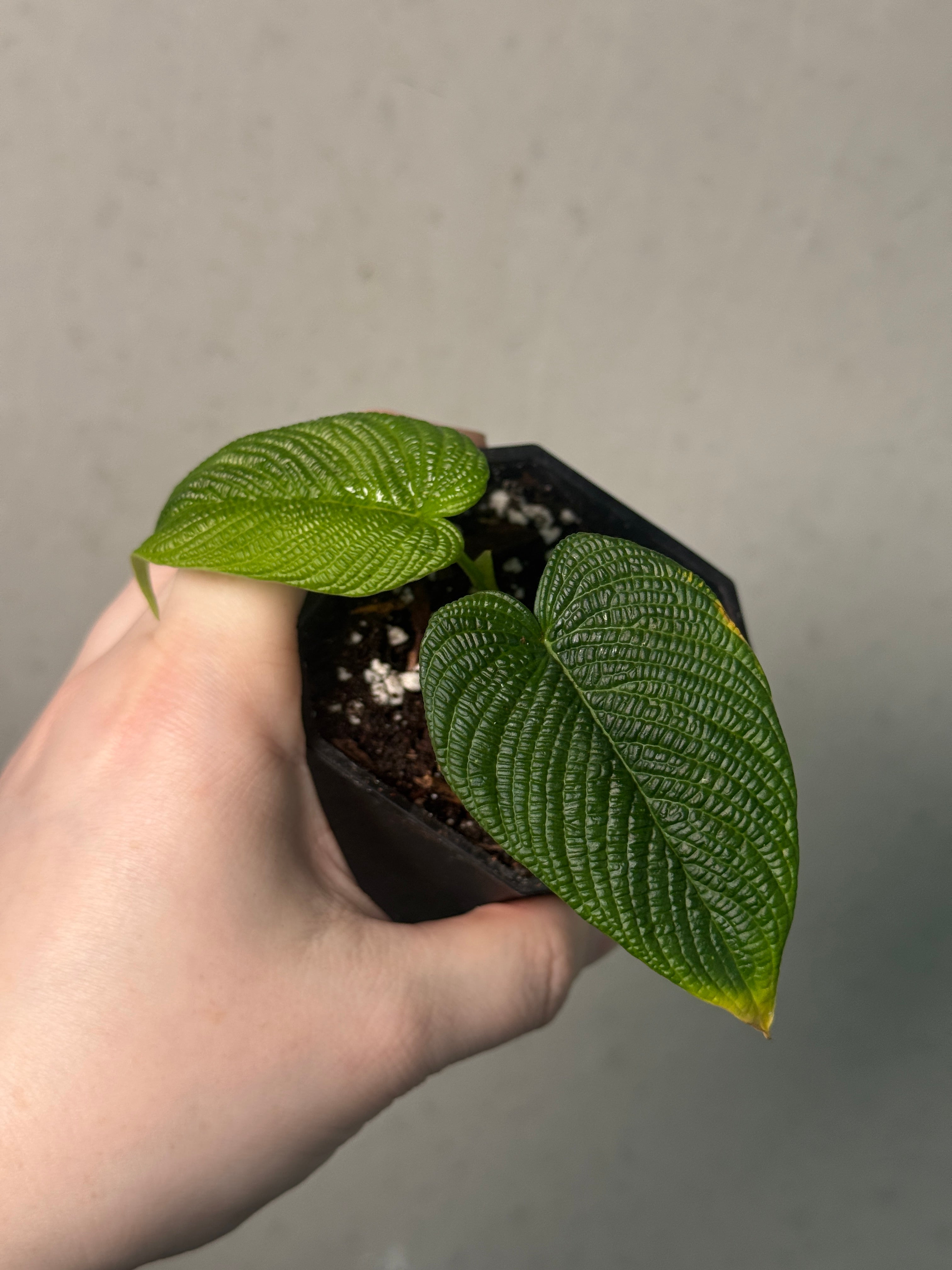 Philodendron cf. Lynnhannoiae - SMUKHI