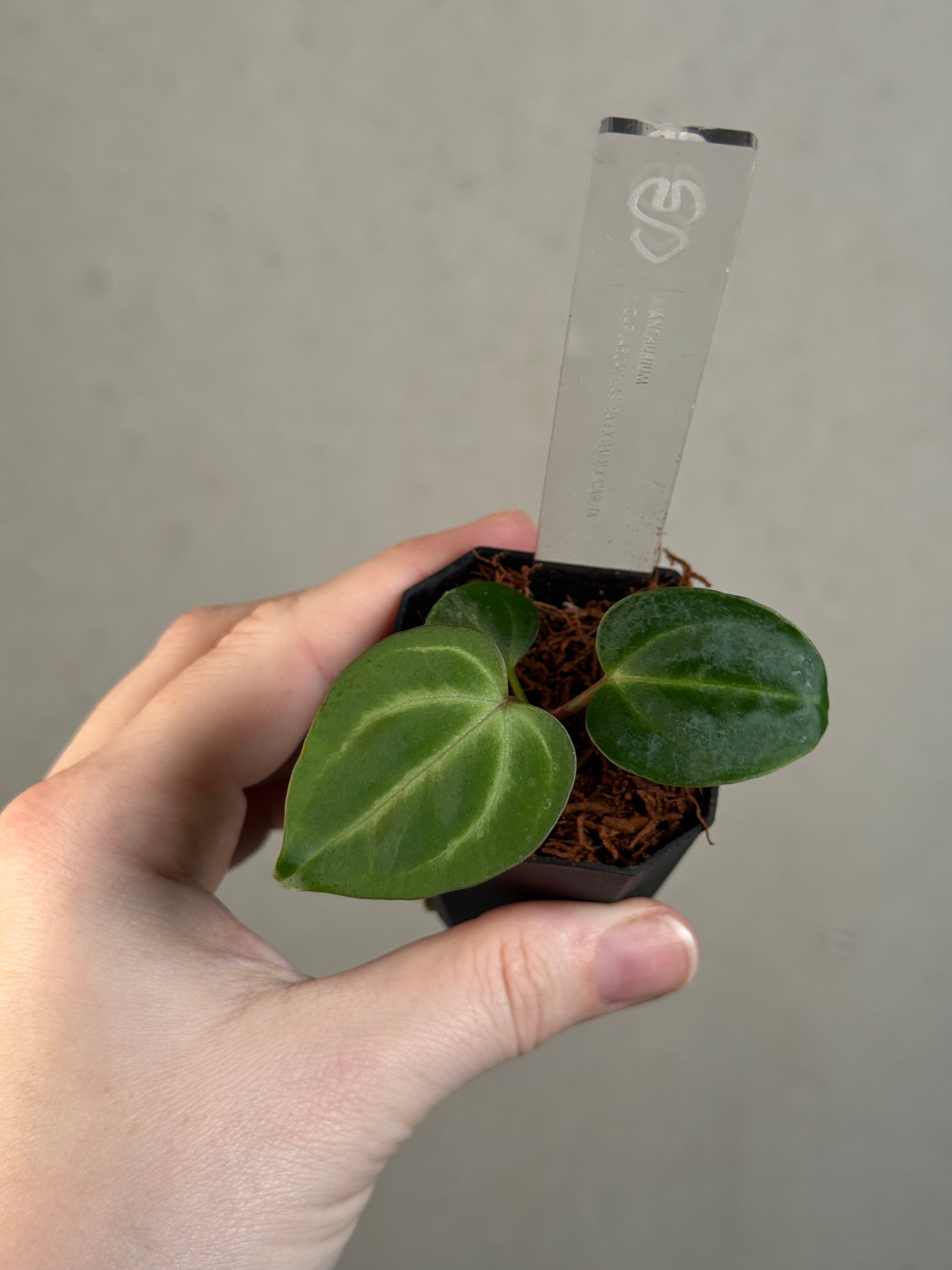 Anthurium Carlablackiae (RA5 x RA10) x ‘Carlita’