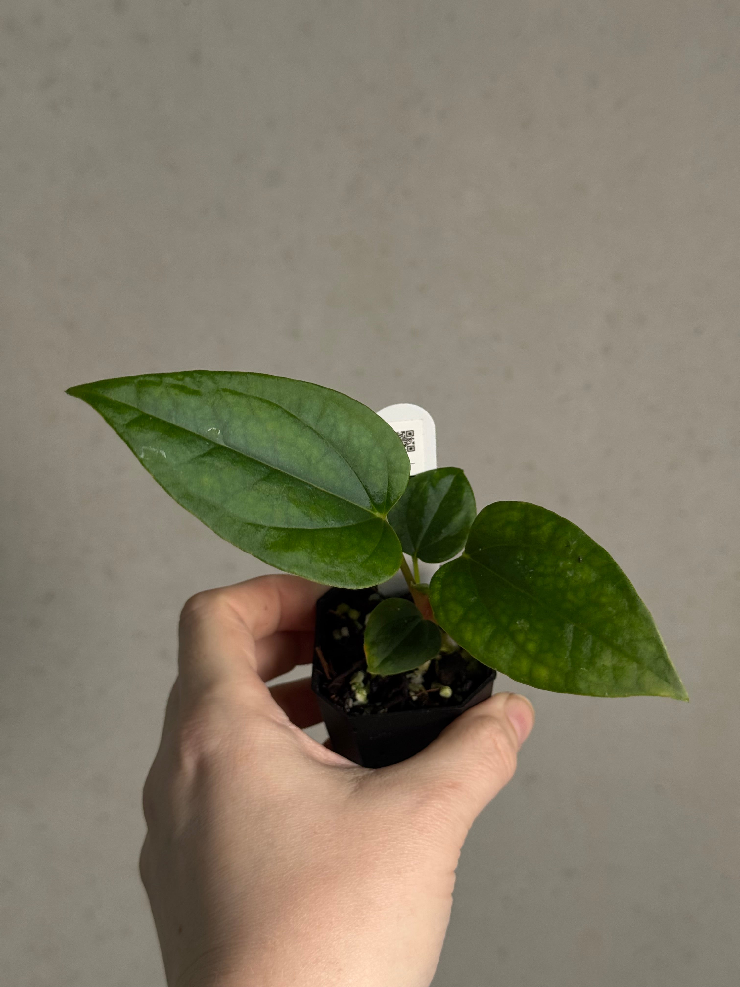 Anthurium Mr. Worldwide x Debile - SMUKHI