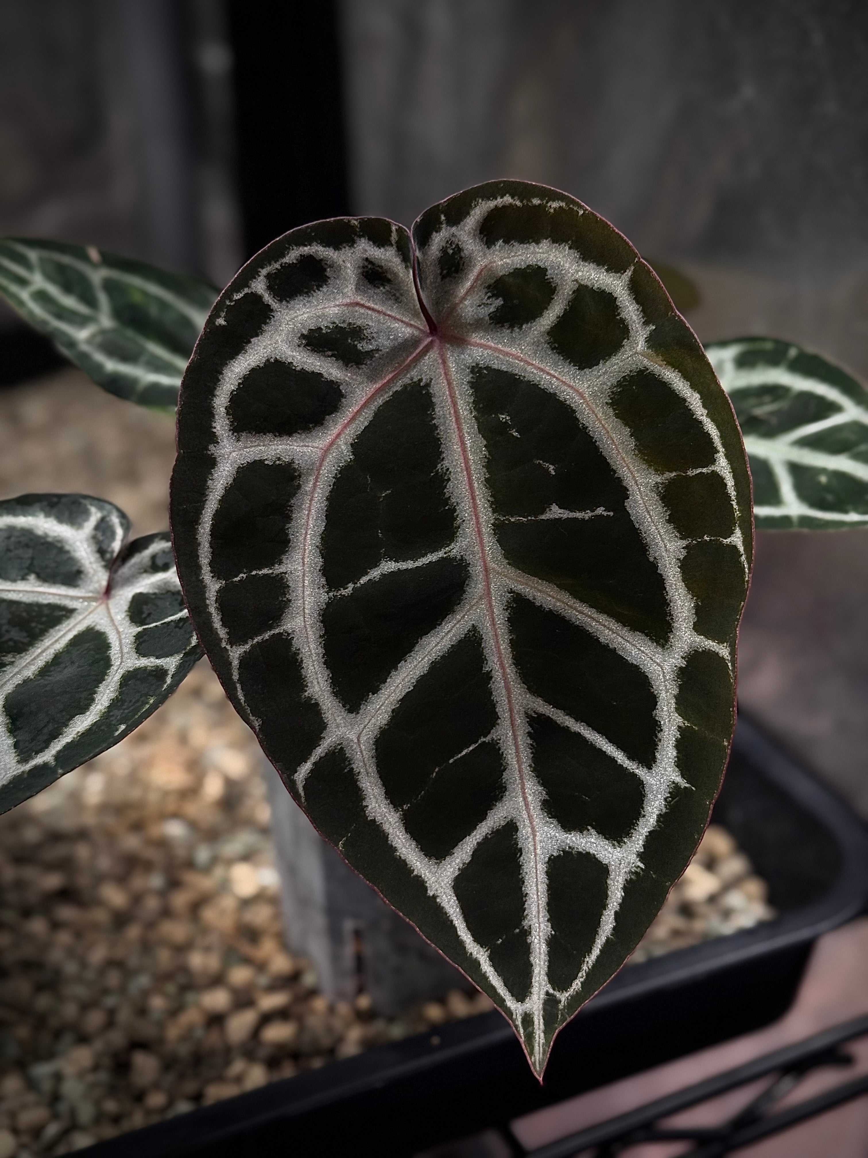 NFS: Anthurium DocBlock Michelle #4 - SMUKHI