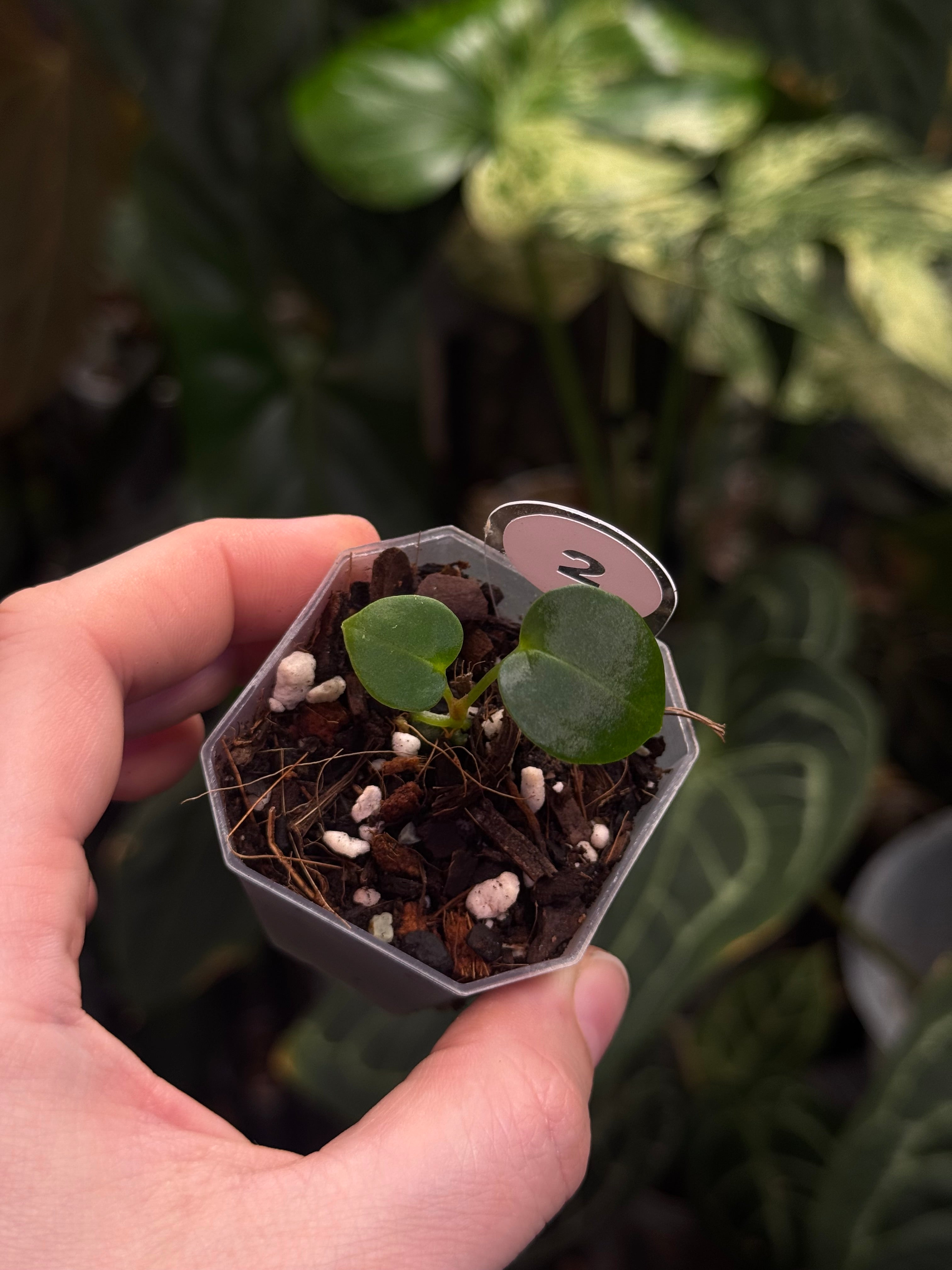 Anthurium Carlablackiae (A2 x RA7) x open