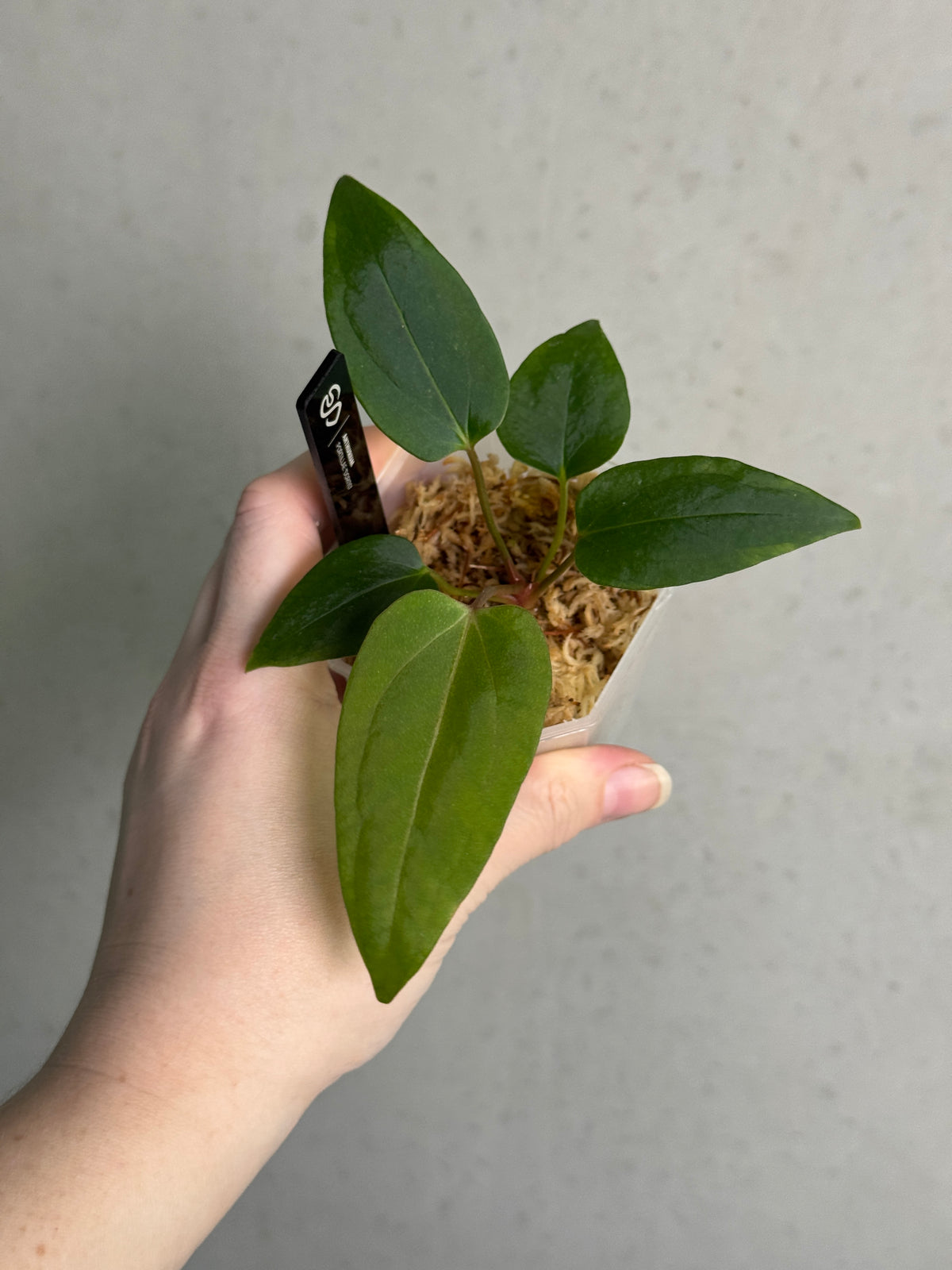 Crystallinaminum Anthurium Portillae 'Dorito' plant with vibrant green leaves and distinctive heart-shaped foliage, indoor decorative plant